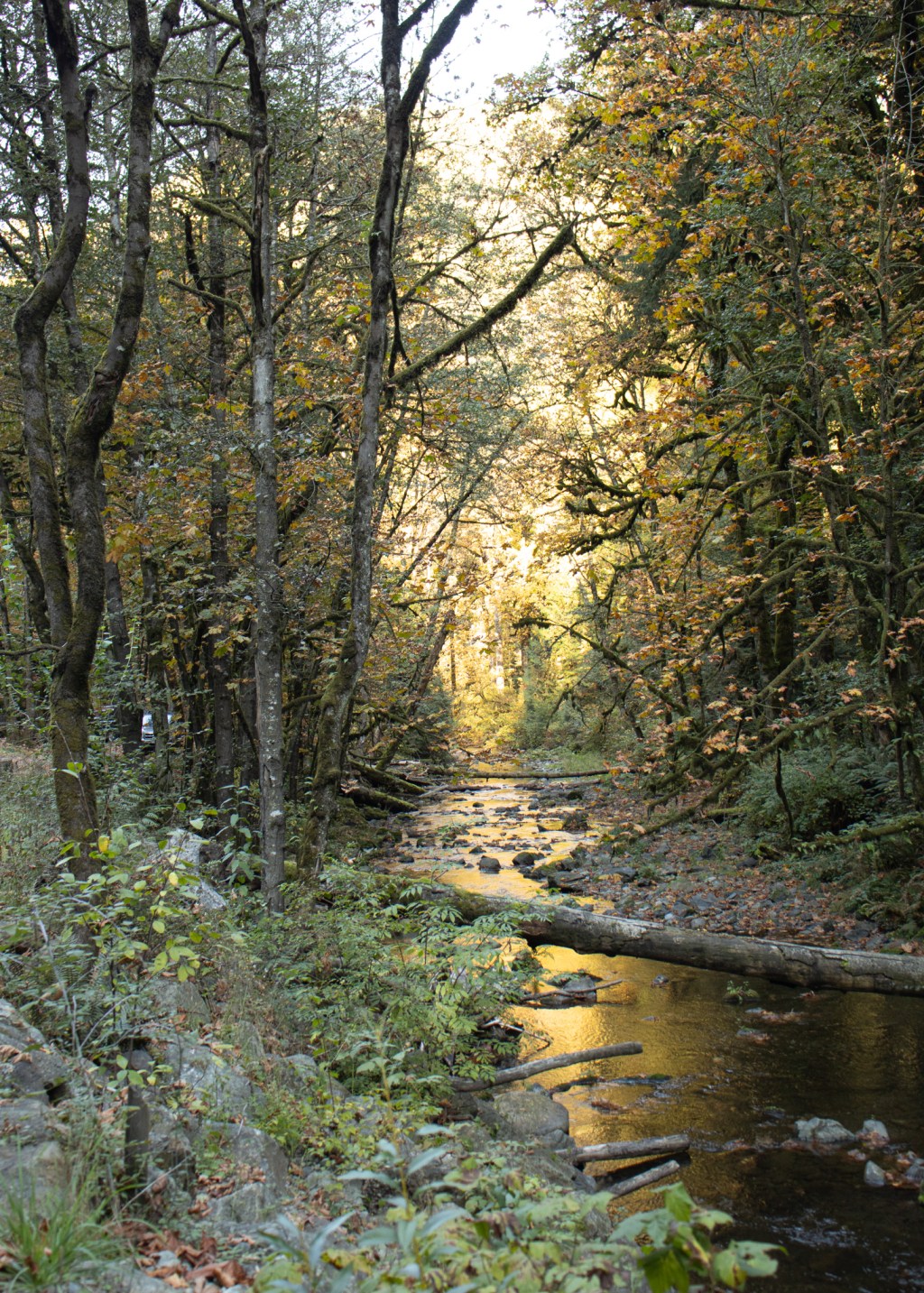 Goldstream Provincial Park
