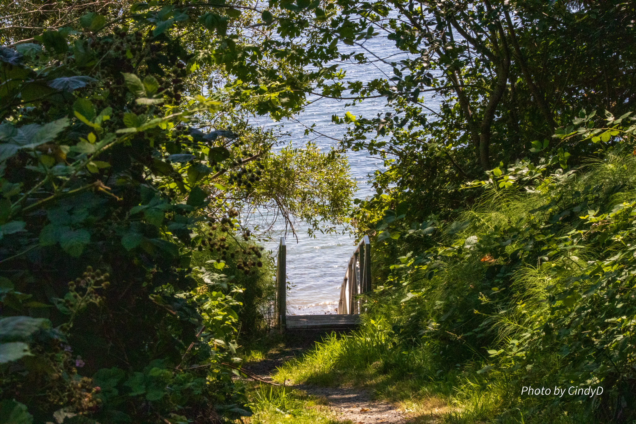 A wooden stairway gently held by the deep green forest growth leads down to the beach and the blue ocean.