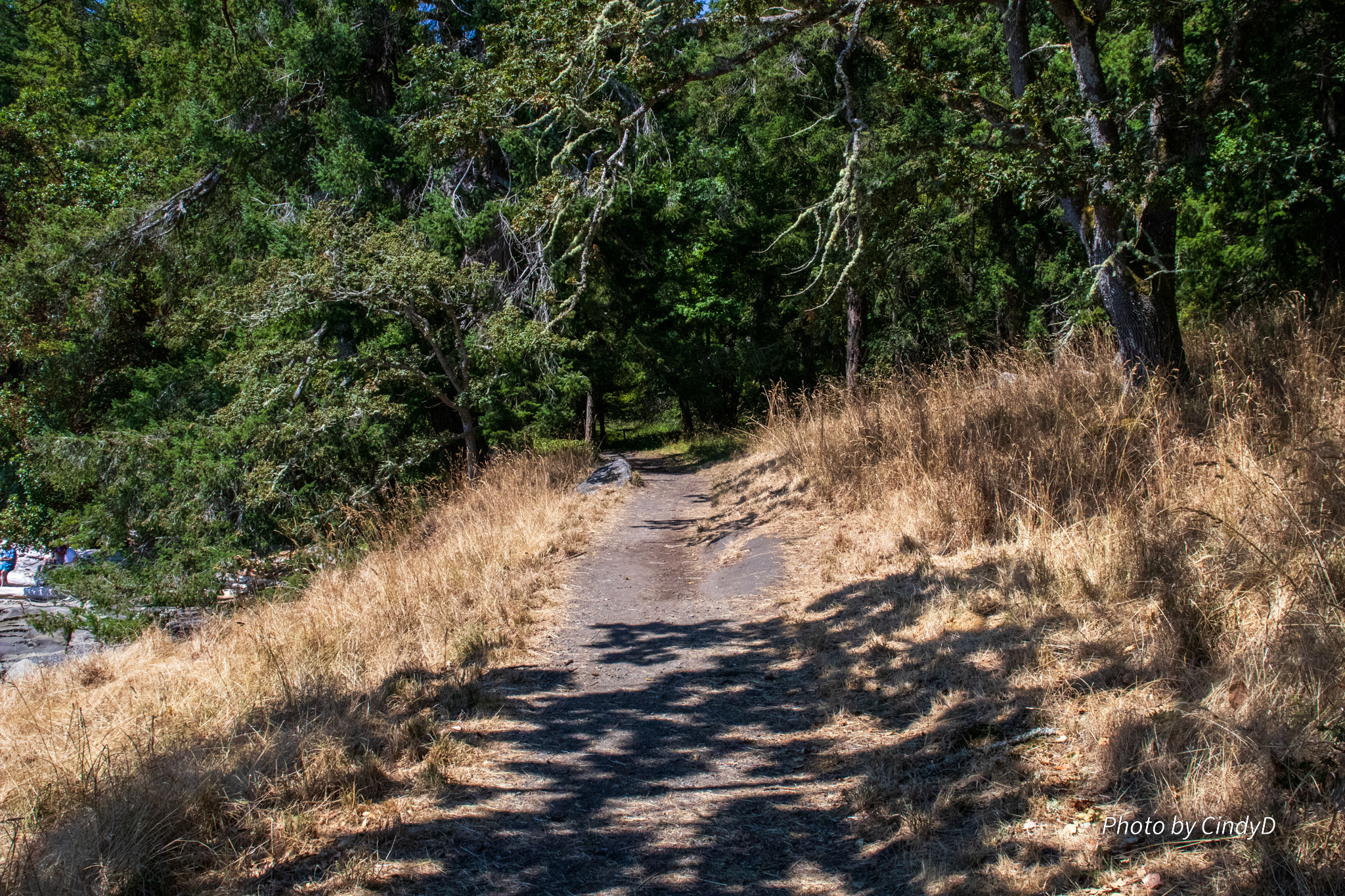 A dirt path, yellow dried grass, leading into the forested Drumberg Park.