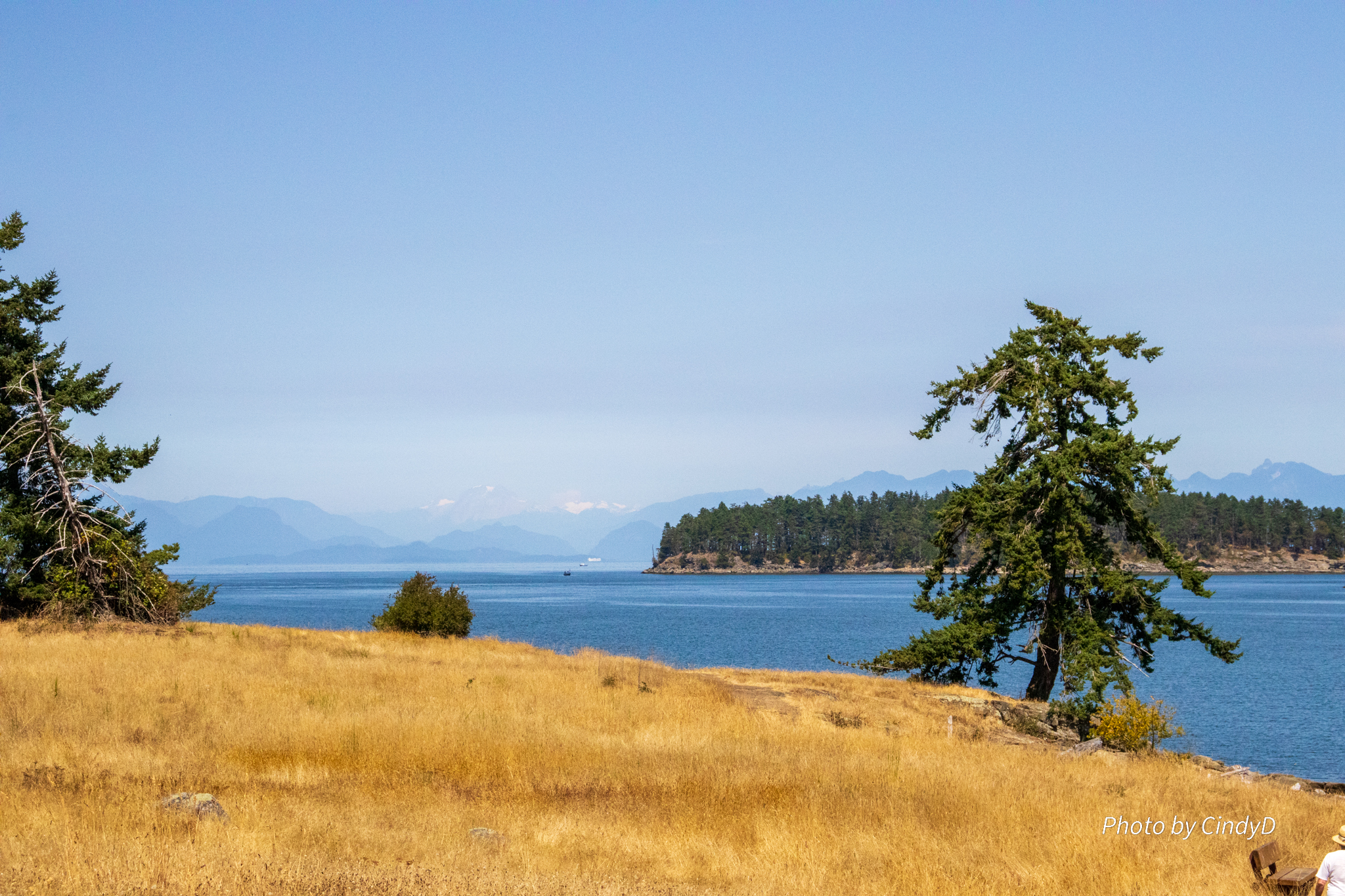 The stark yellow grass against the deep green trees and deep blue ocean and sky.