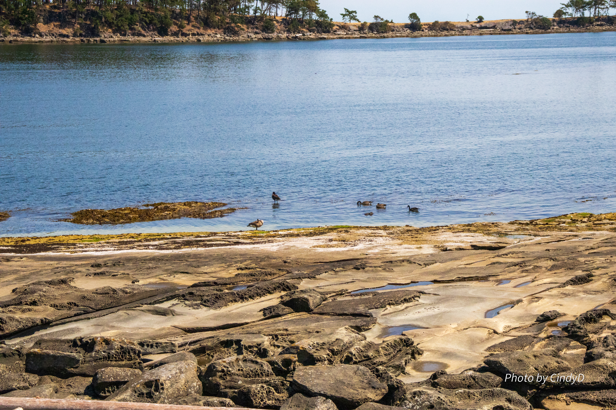 Local wild bird and gulls come together on this flat brown rocky formation of the shoreline.