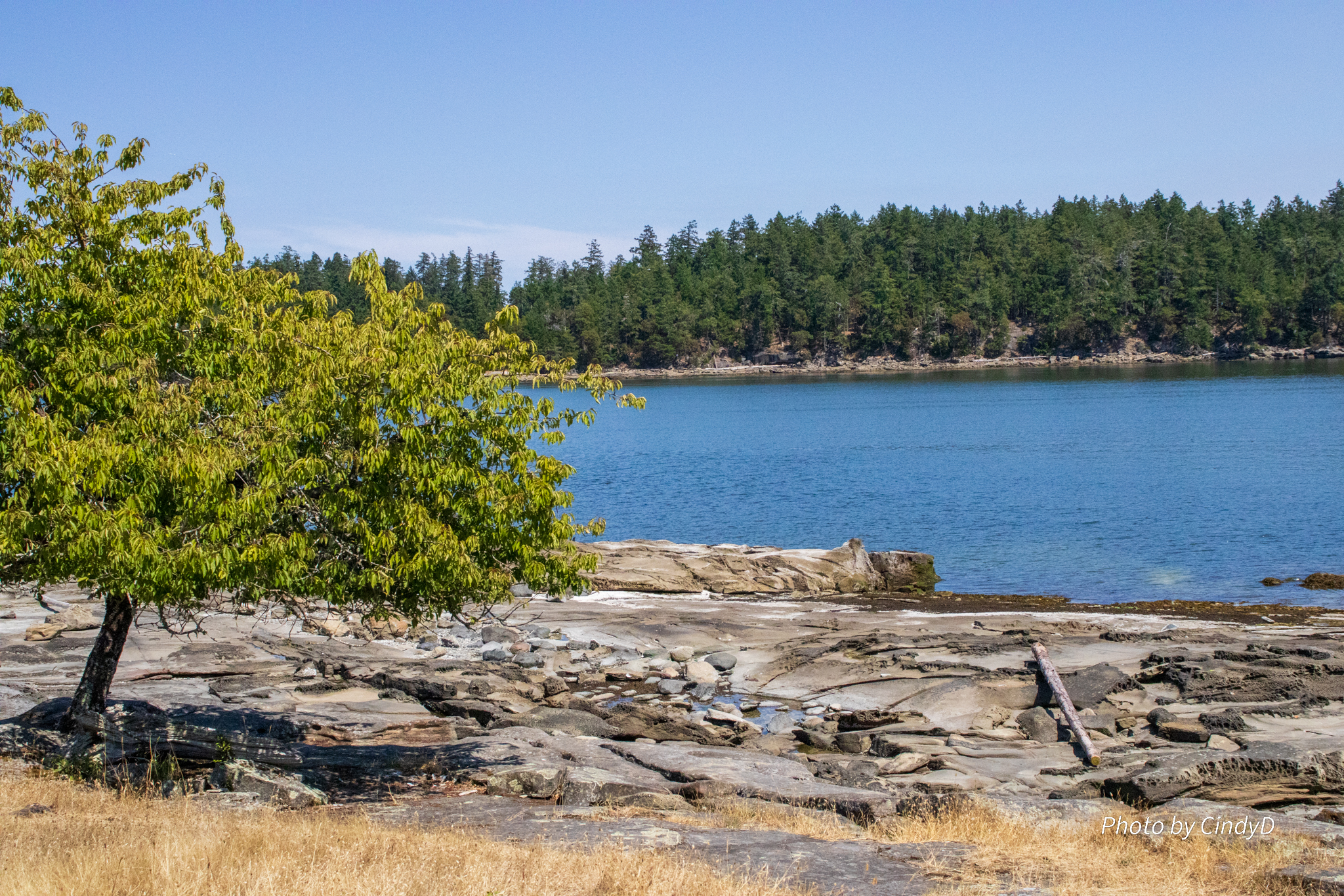 The flat grey-brown rock formations and driftwood make up this shoreline on Gabriola Island.