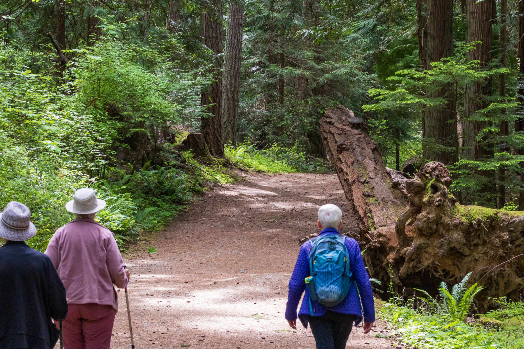 Three elderly women head out for a walk along a pathway in the cedar forest.
