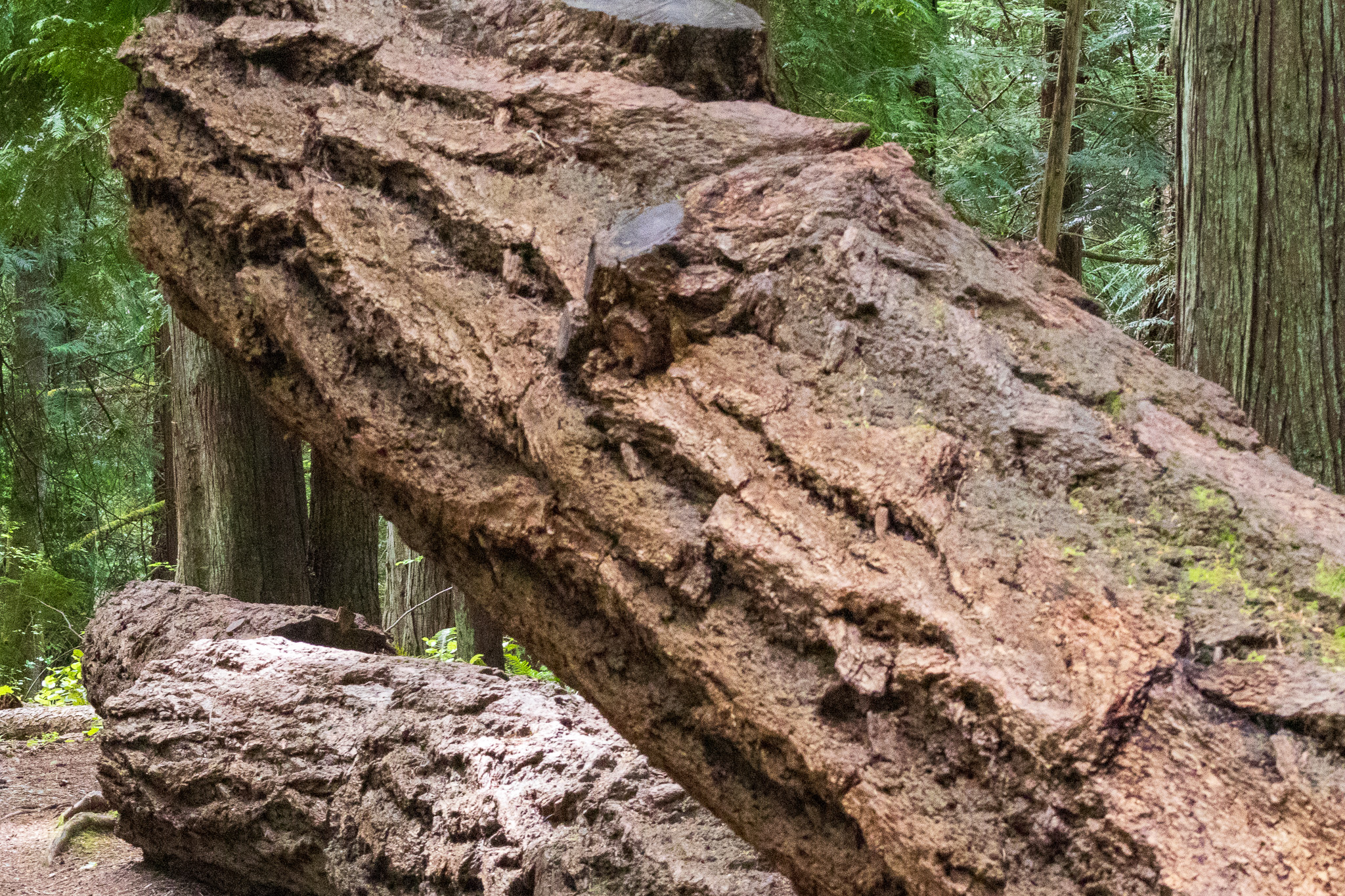 Extraordinarily large old growth forest tree trunks fallen on the forest floor.