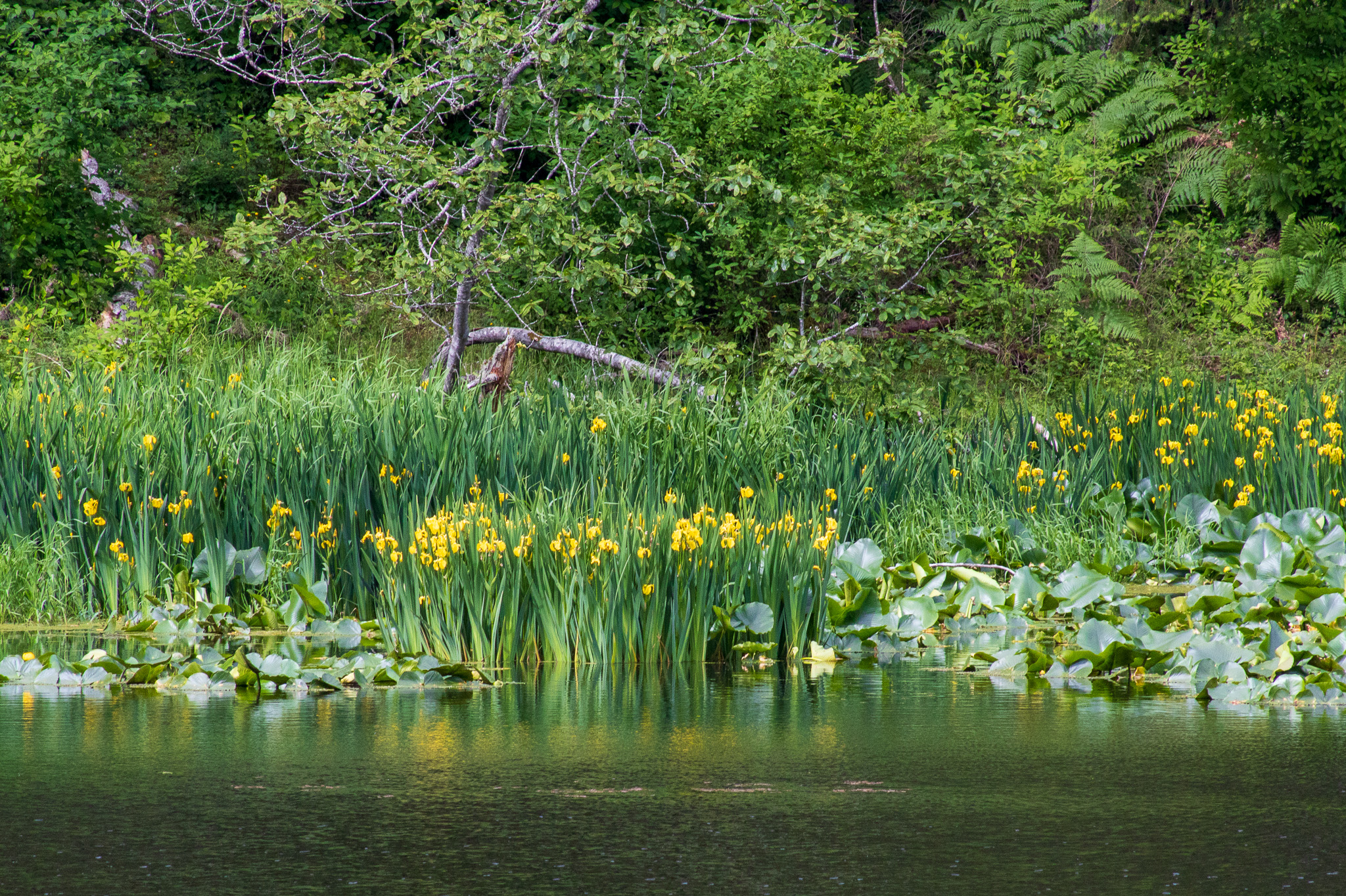 Bright yellow iris reflect on the lake water.
