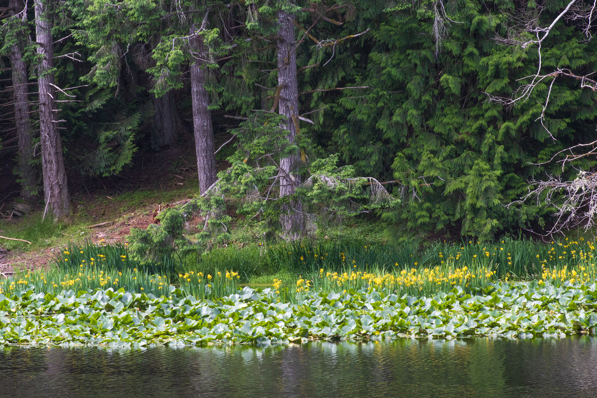 A view across the lake to the floating yellow iris, tall cedars, and deep green forest.