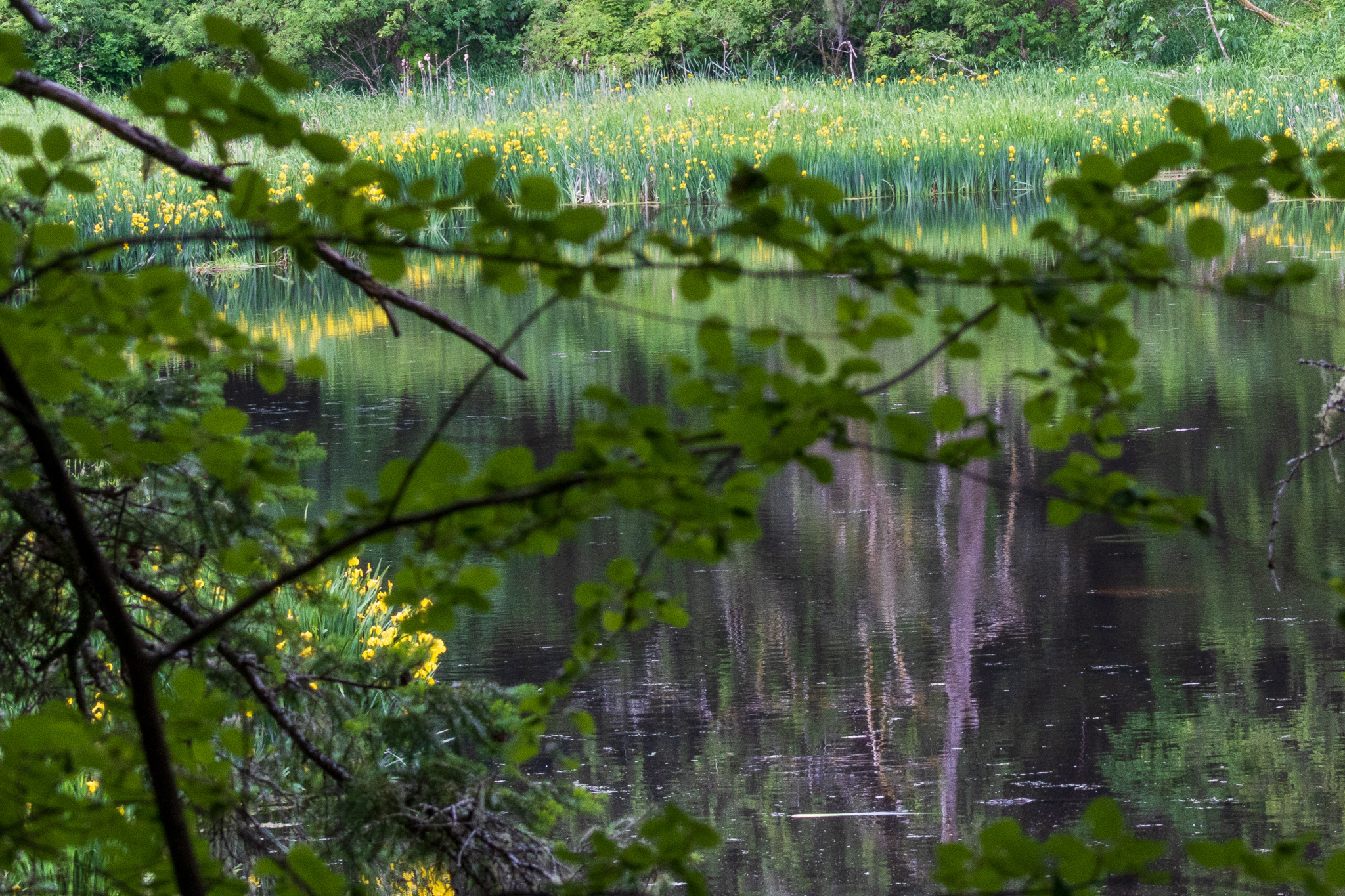 A reflection in the water of the yellow iris and brown tree trunks of the forest surrounding this lake.