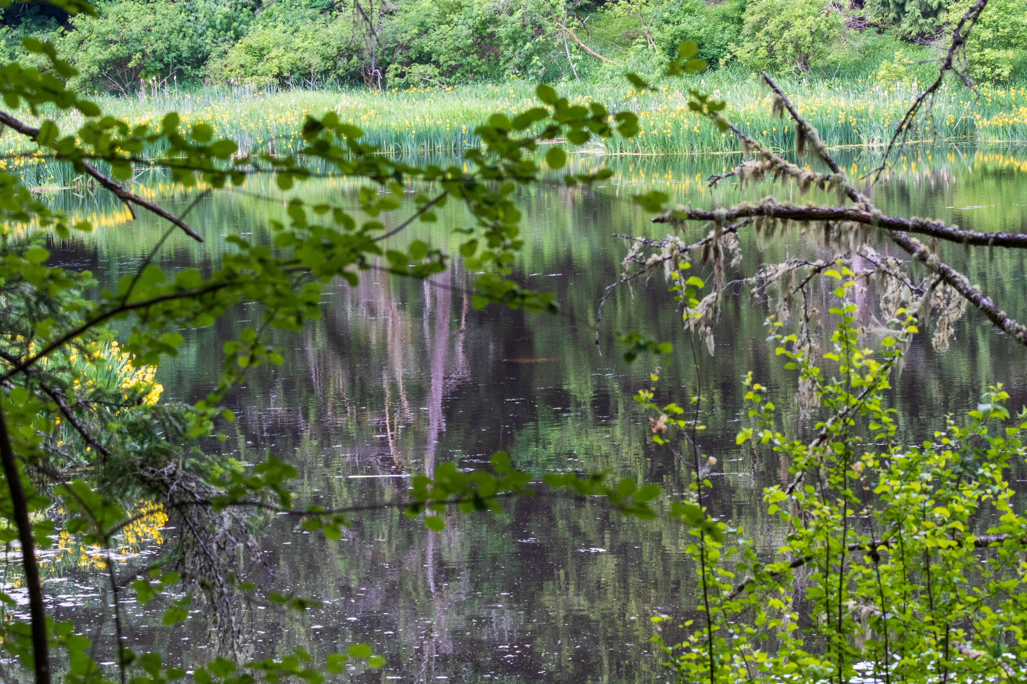 The water reflects the trees and Iris.