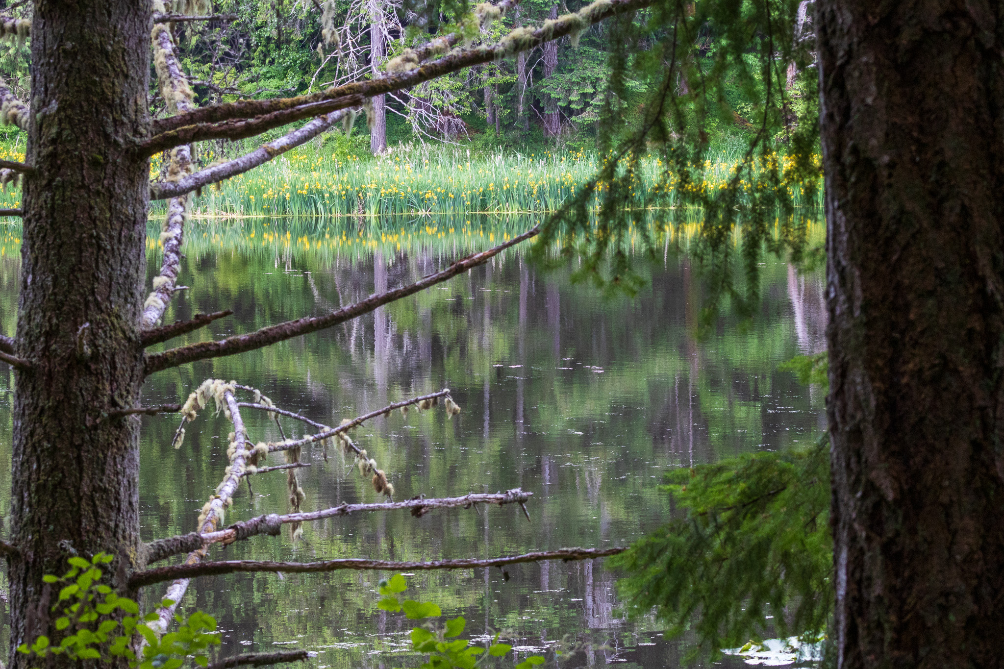 The reflection of bright yellow iris, brown cedar tree trunks, and deep green forest in the lake surrounding this forest.