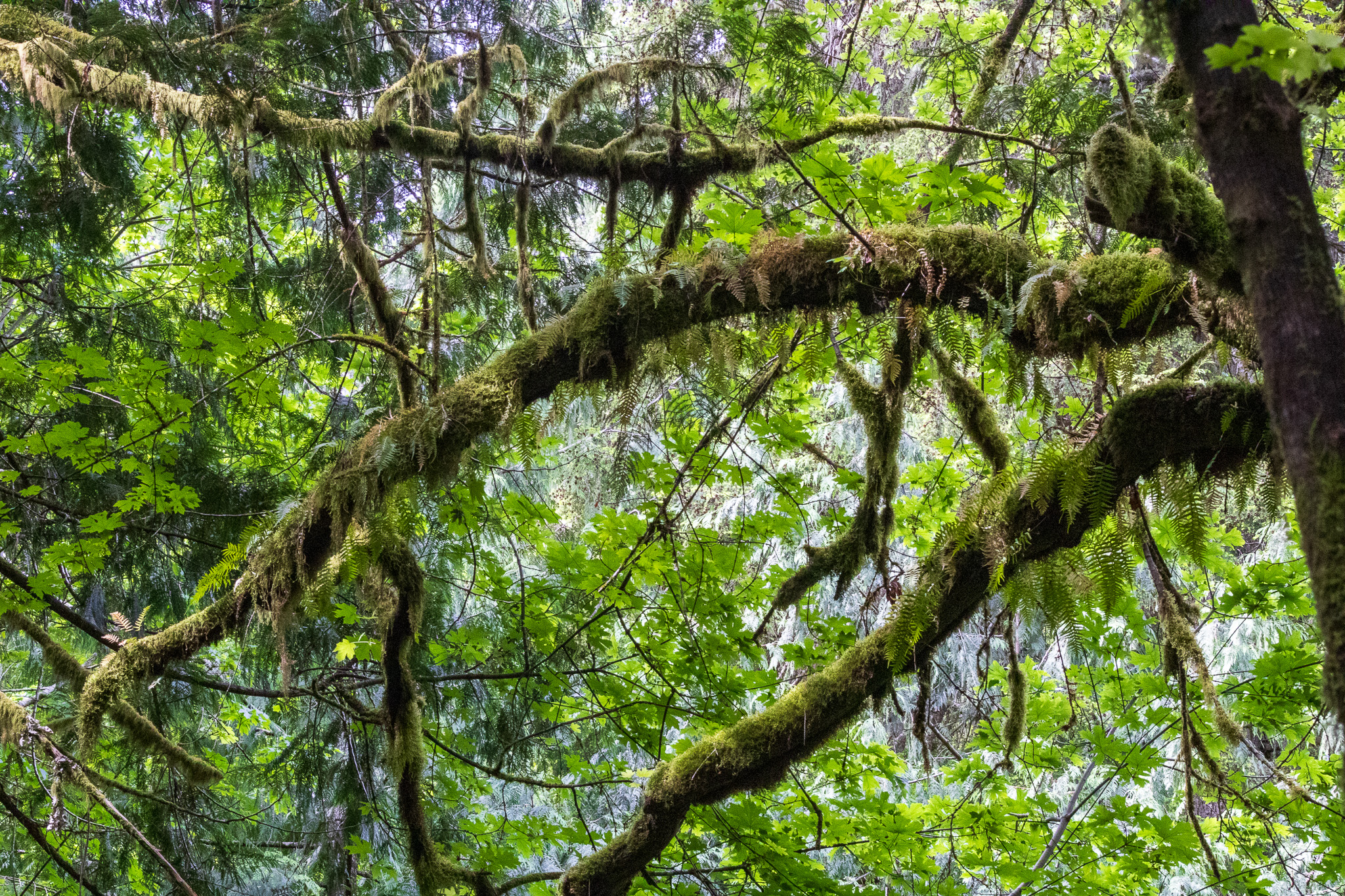 Strings of green moss cover and hang from the branches of old growth forest trees.
