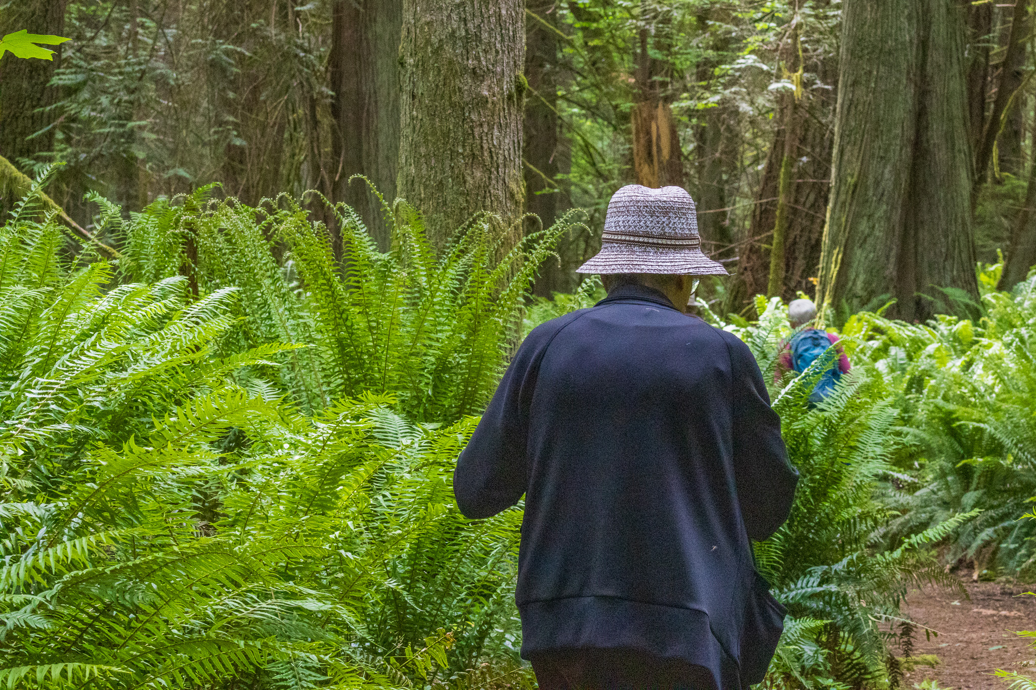 Elderly woman walking through the tall fern in the cedar forest.
