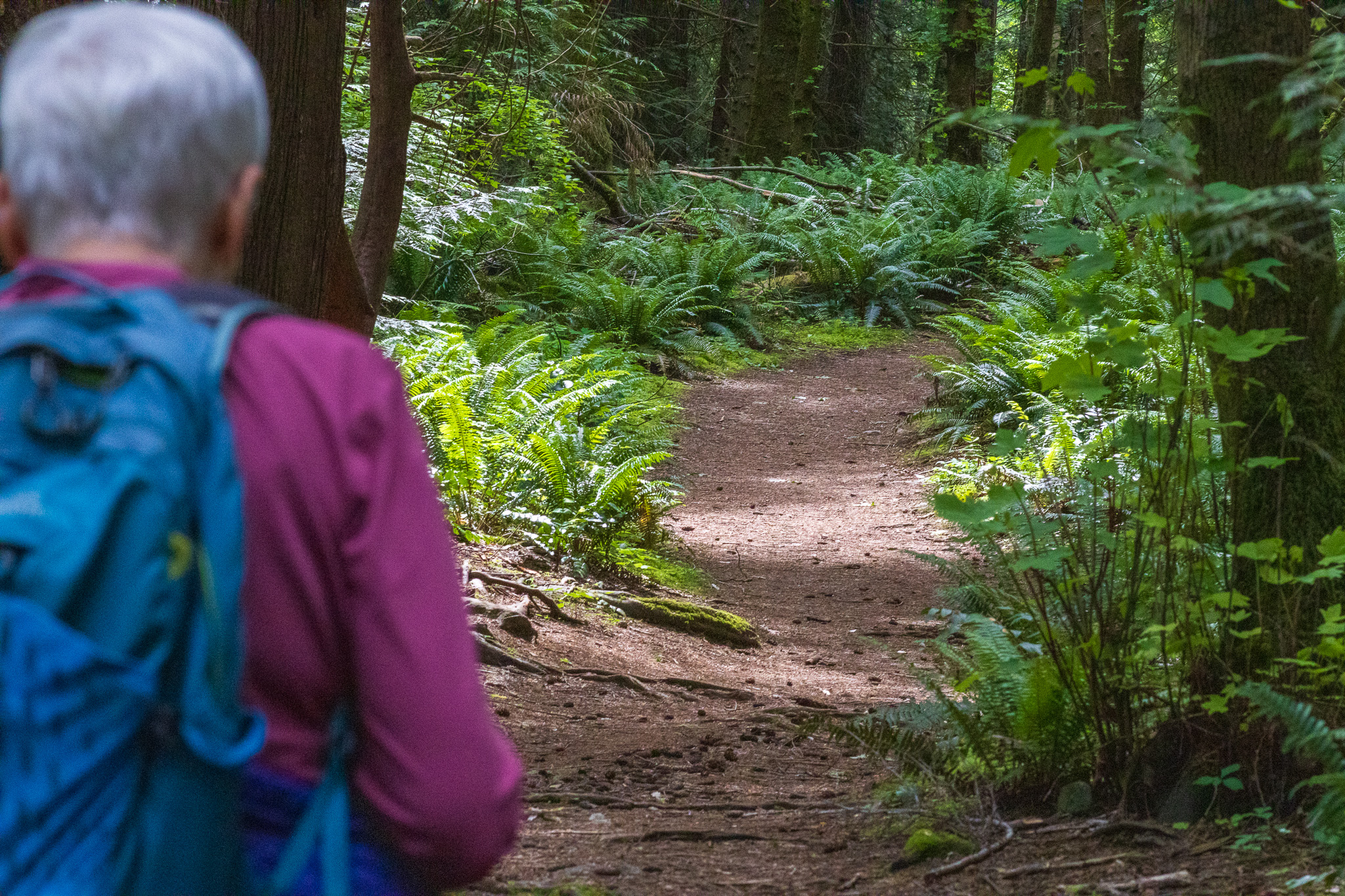 Senior woman heading out for a walk on the cedar red path of the forest. Tall fern on either side of the path head into the densely treed forest ahead.