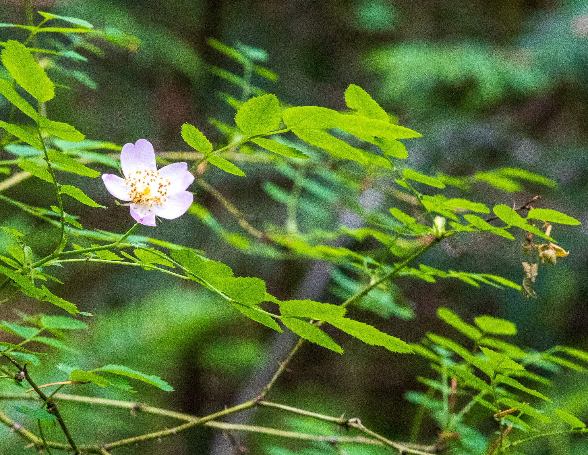 A single soft pink wild rose flower on the bush.