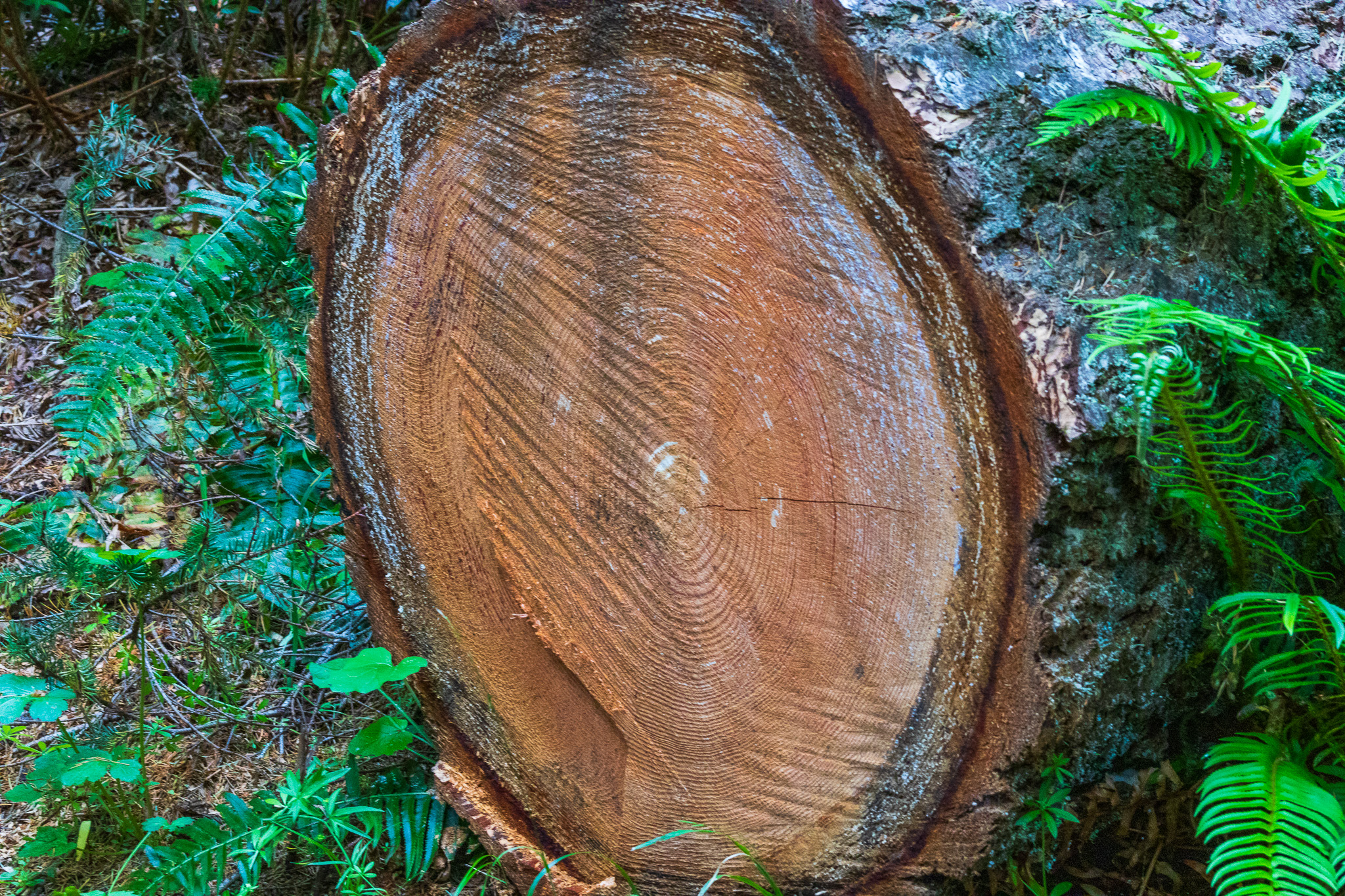 A cut log showing the rings of its life.