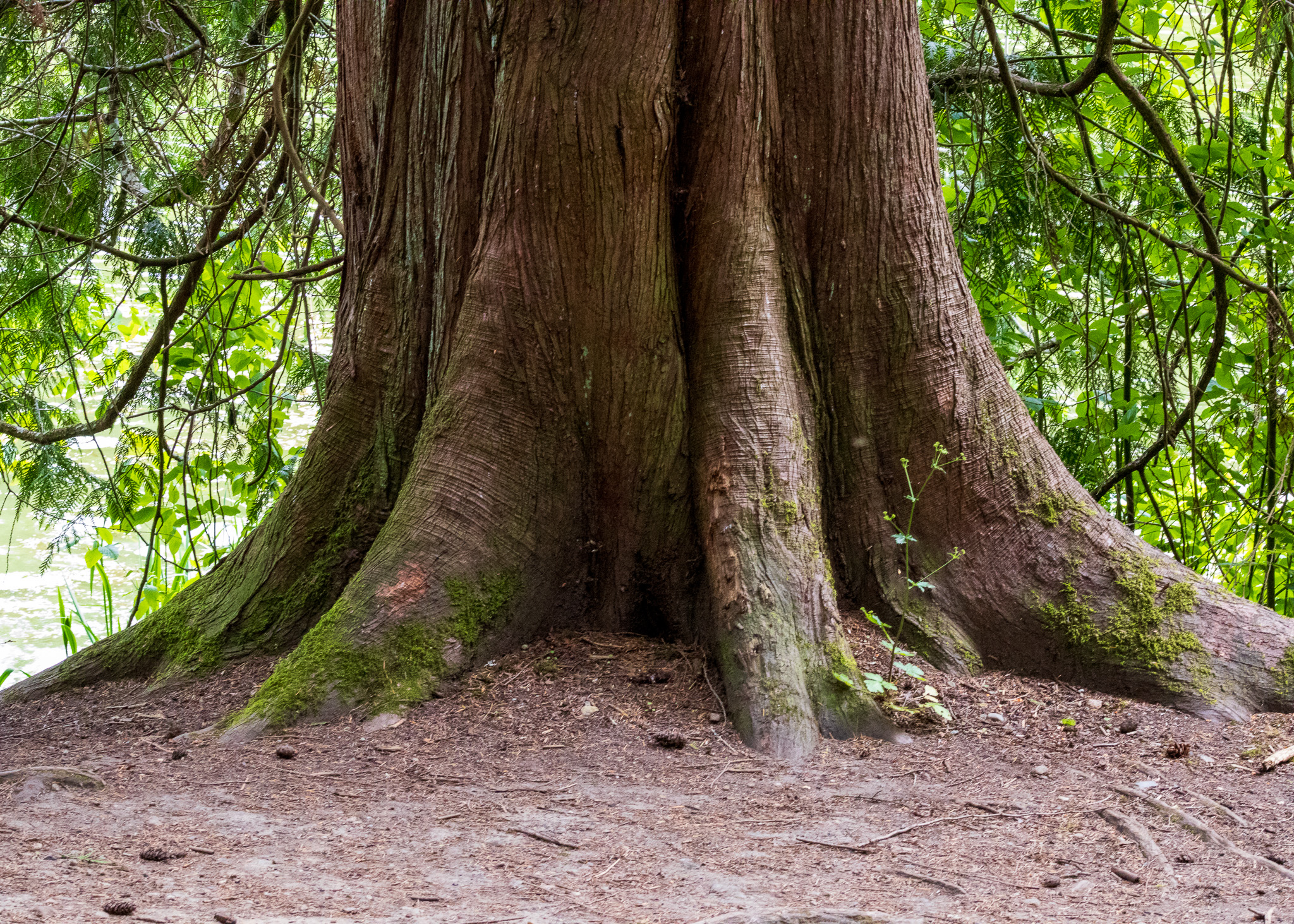The base of a cedar tree with the roots above ground, the branches gently touching the earth, and the gentle green water in the distance.
