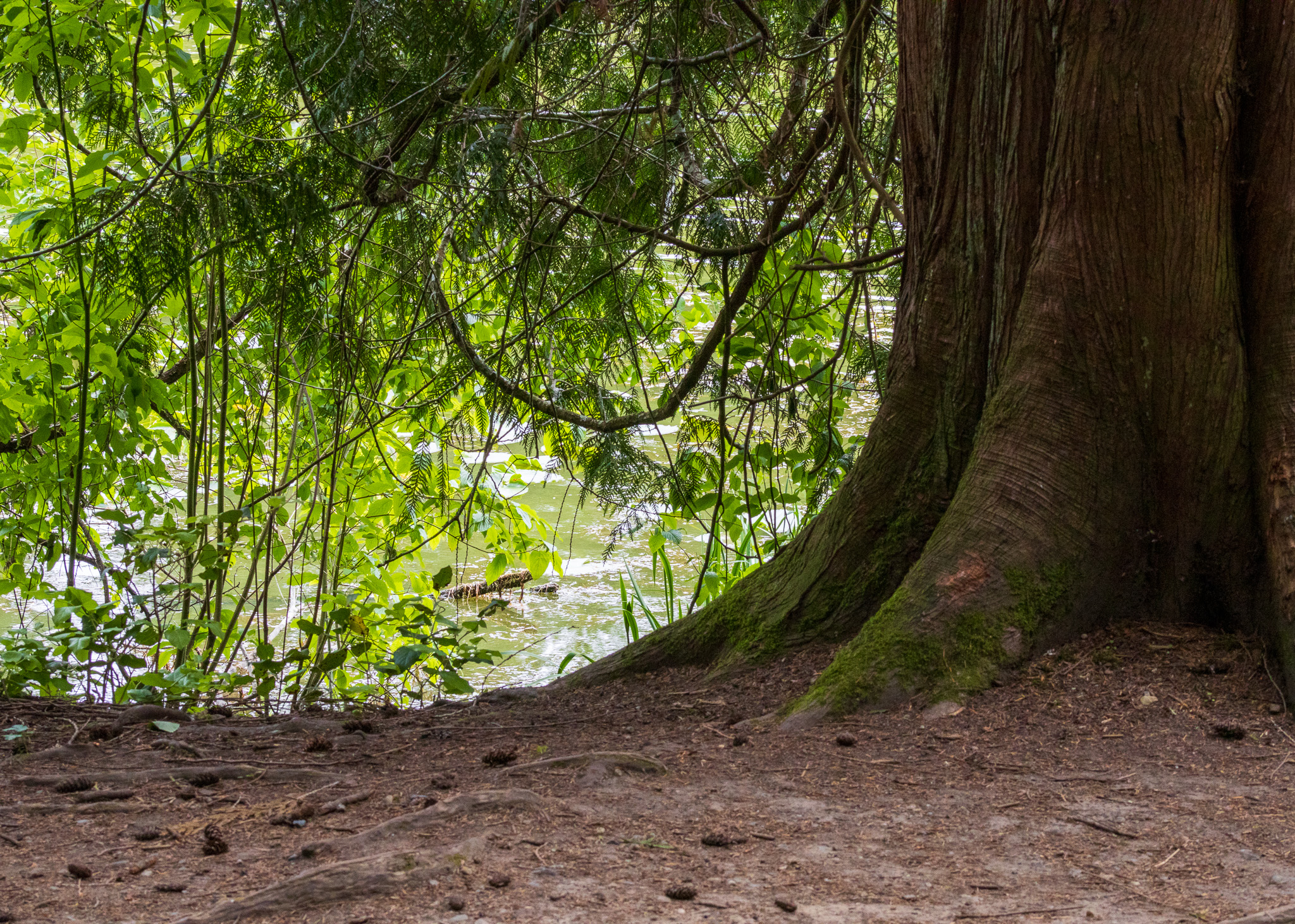 The base of a cedar tree with the roots above ground, the branches gently touching the earth, and the gentle green water in the distance.