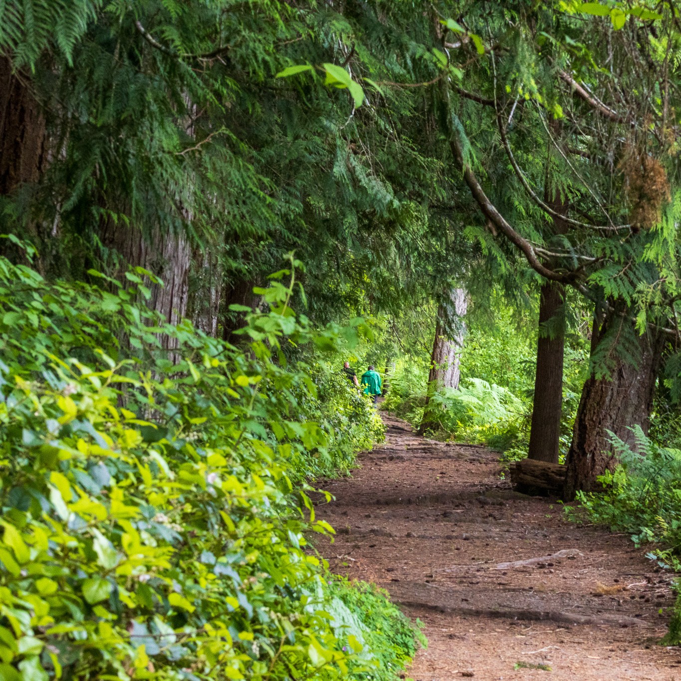 A pathway through the forest park.