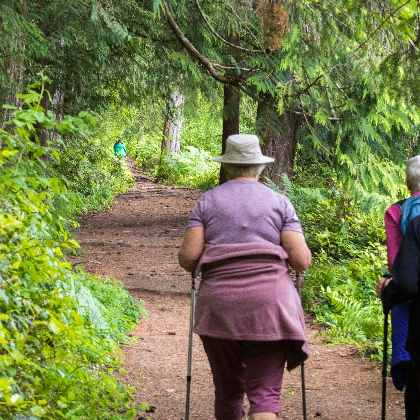 Seniors with walking sticks on the forest trail.