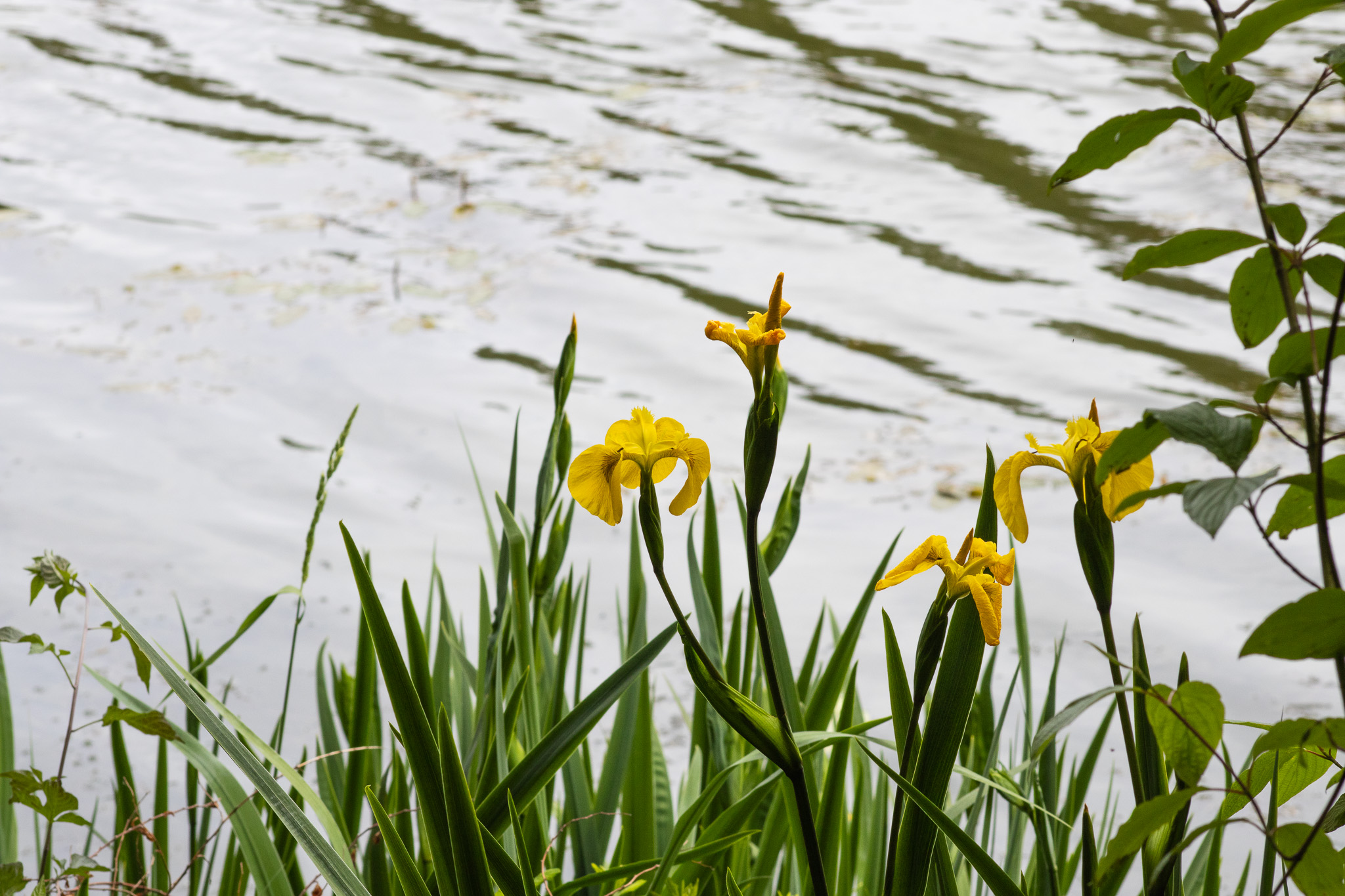 Bright yellow Iris on tall green stalks against the water.