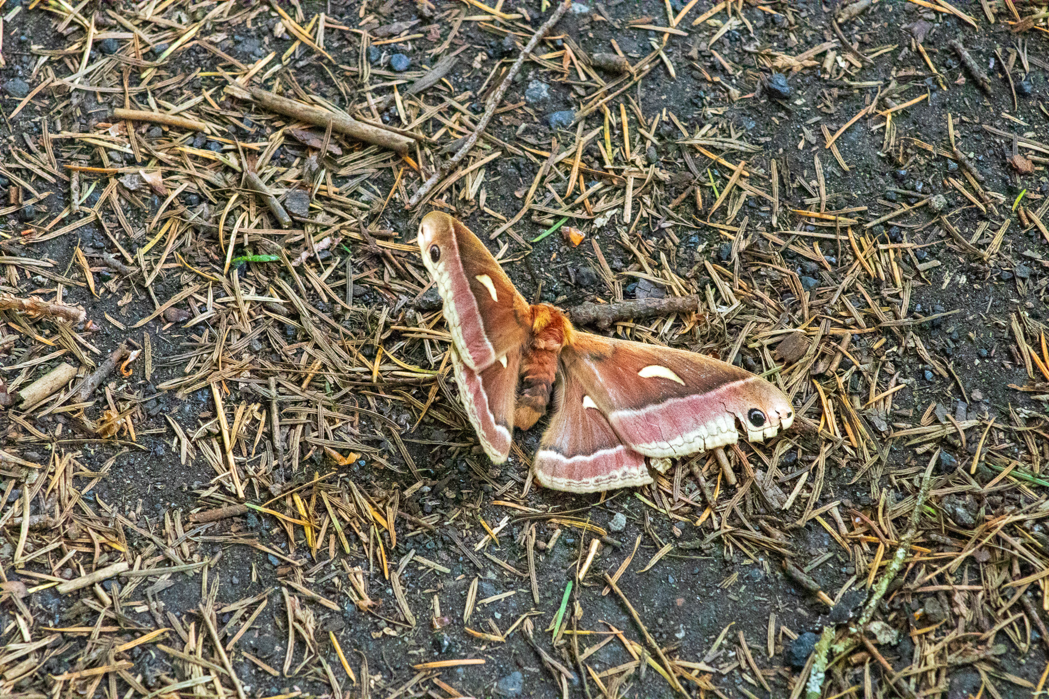 Polyphemus Moth on Forest Floor