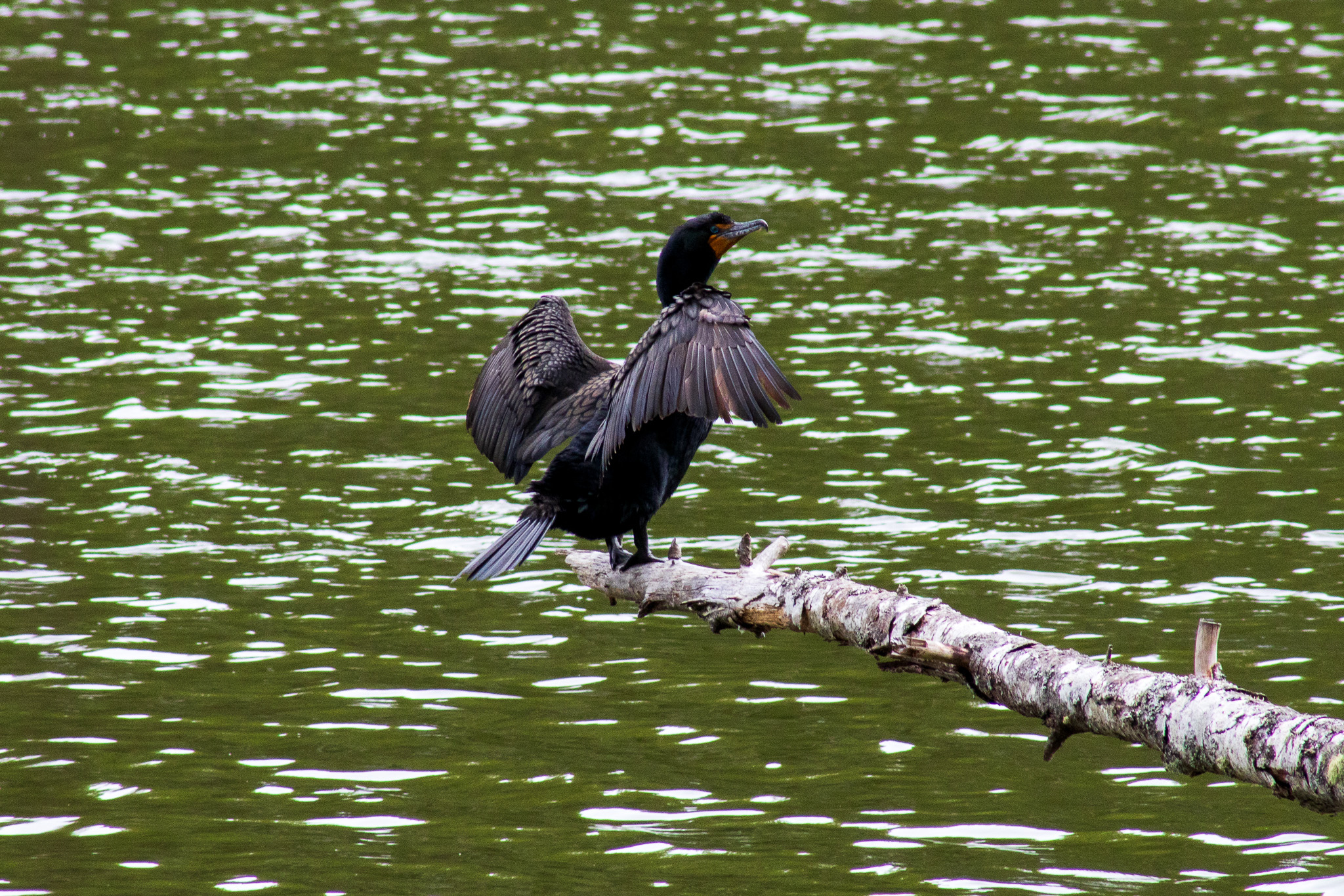 A Cormorant stretches its wings on a branch across the water.