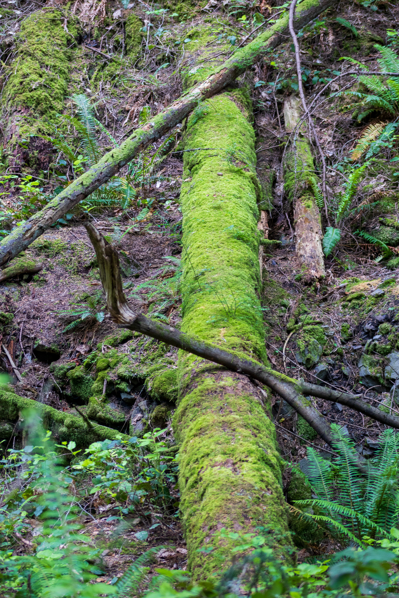 A fallen tree on the forest floor is covered in moss, and lies in the fern and damp soil.
