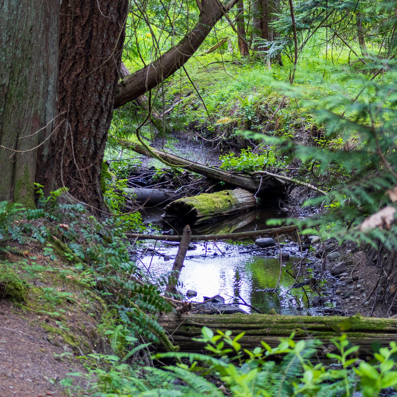 A gentle stream in the forest in a living tapestry of green leaves, green moss, and red soil pathway.