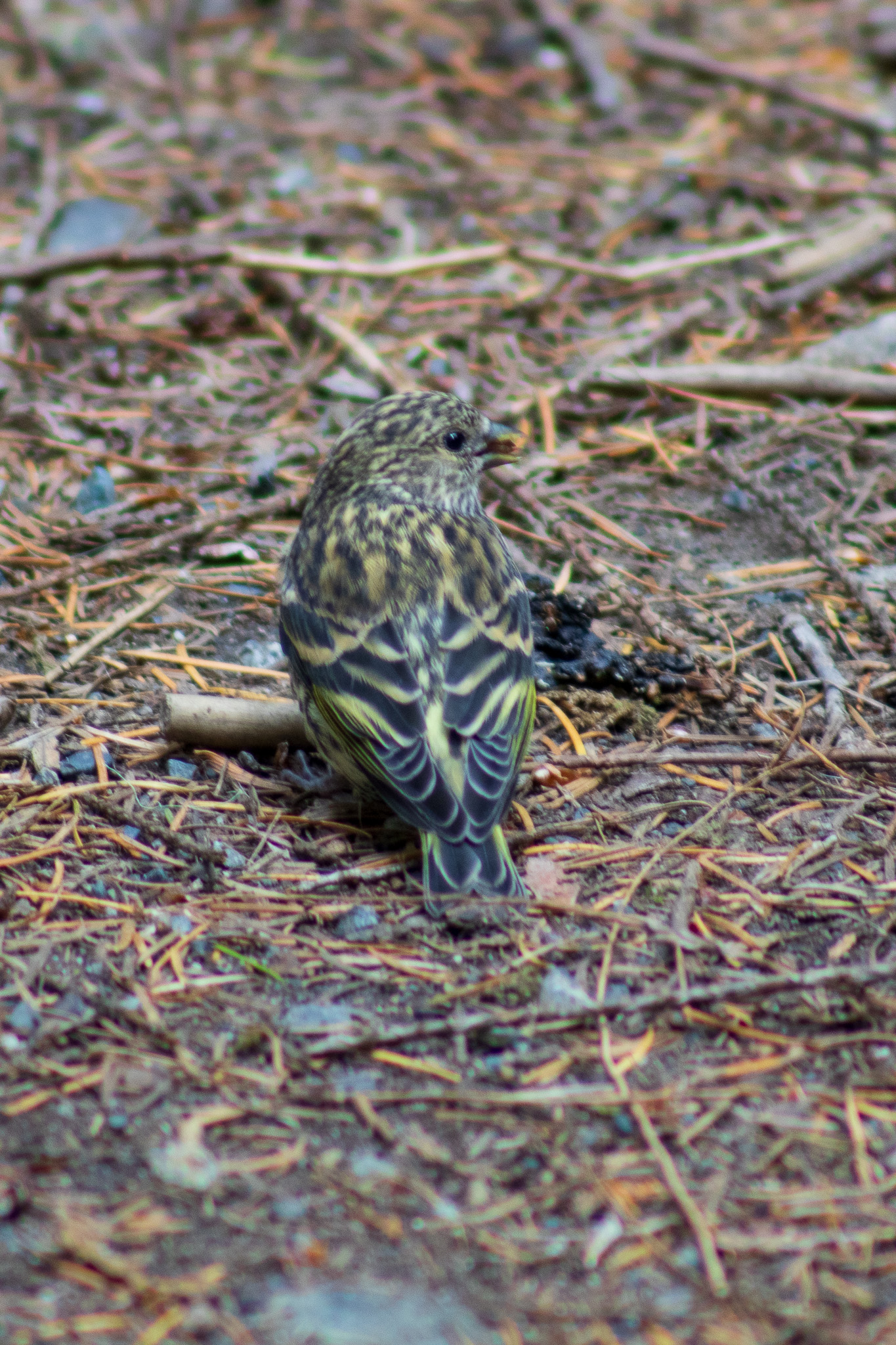 A tiny song sparrow is camouflaged on the forest floor.