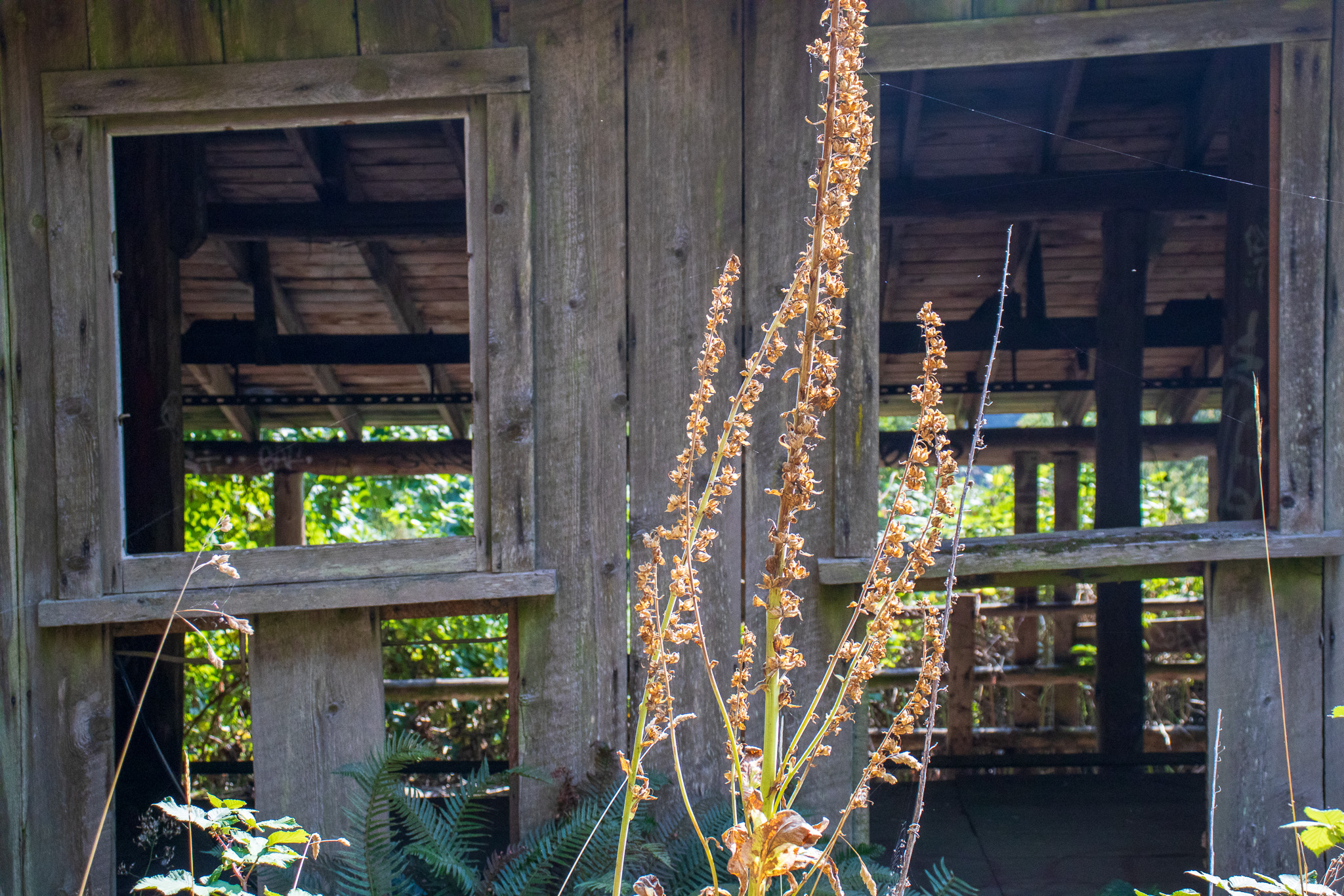 Two wood windows of an old wood frame building on Salt Spring Island. The photographers perspective of contrasting old brown weeds in front of this wood frame building.