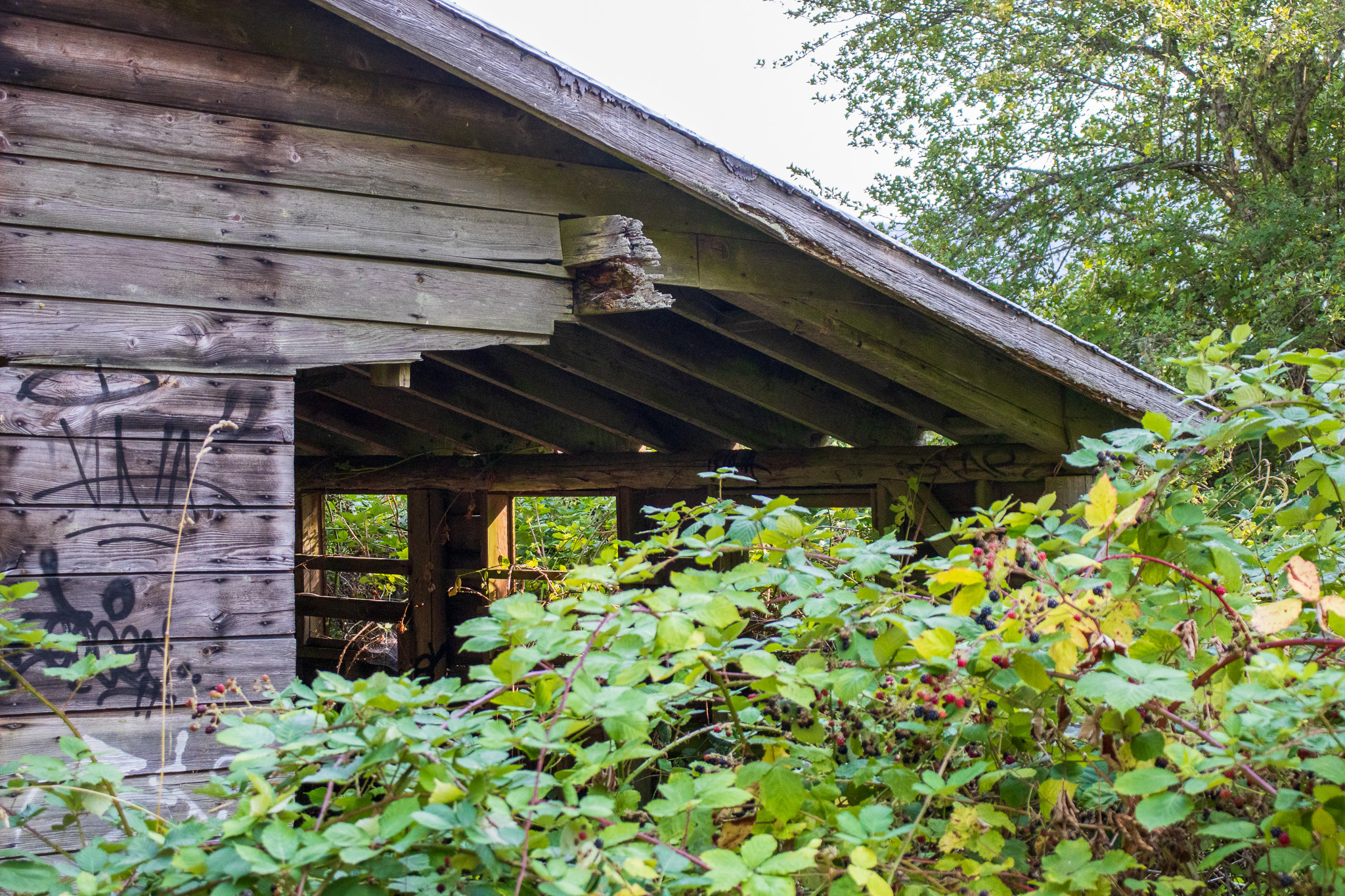 This old wood frame building on Salt Spring Island is rich in bright colored and interesting graffiti.
