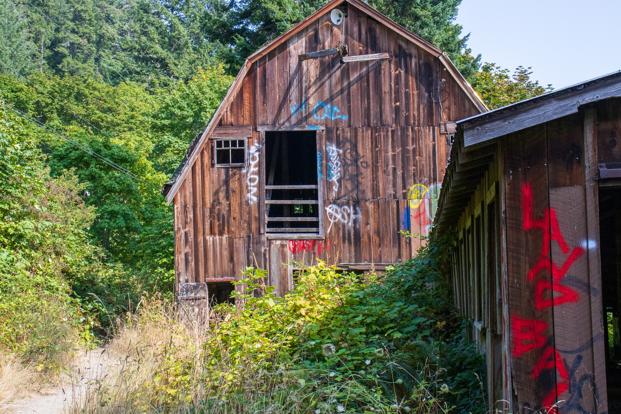 An old wood barn, standing in tall trees and tangled weeds, and covered in graffiti.