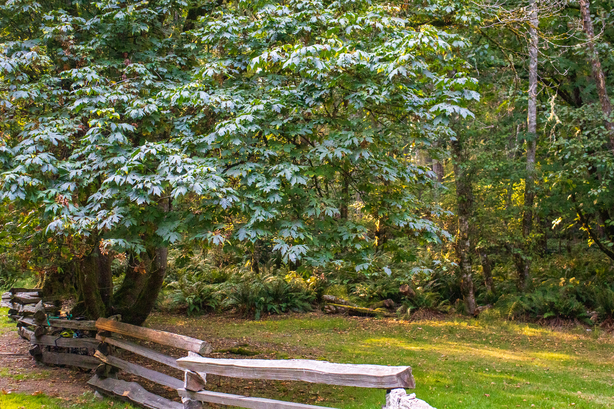 An interesting wood fence at the park entrance of Ruckle Park on Salt Spring Island