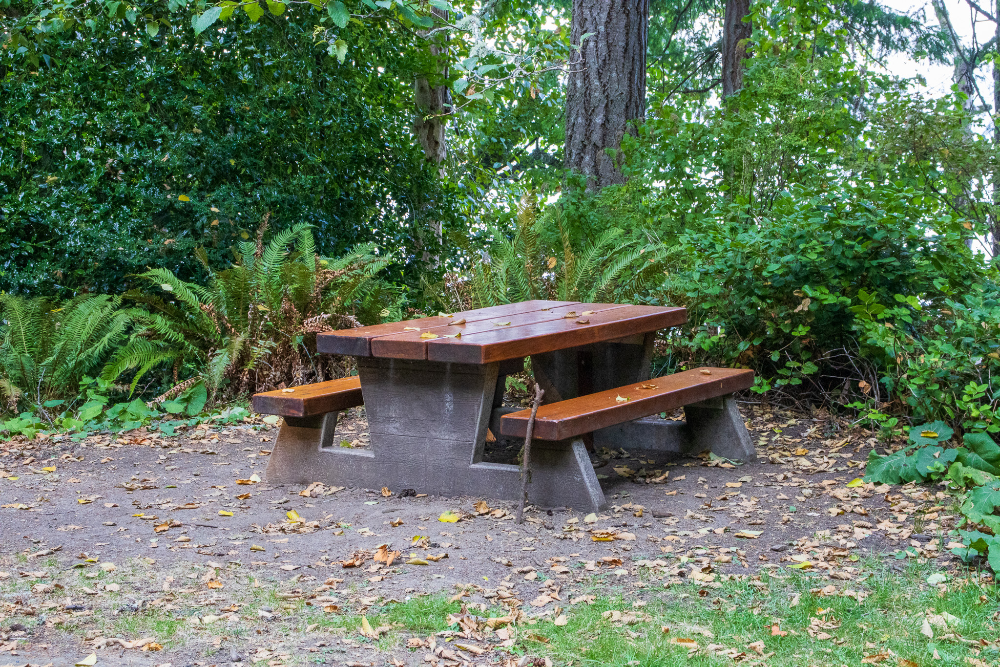 A picnic bench surrounded by fern and trees.