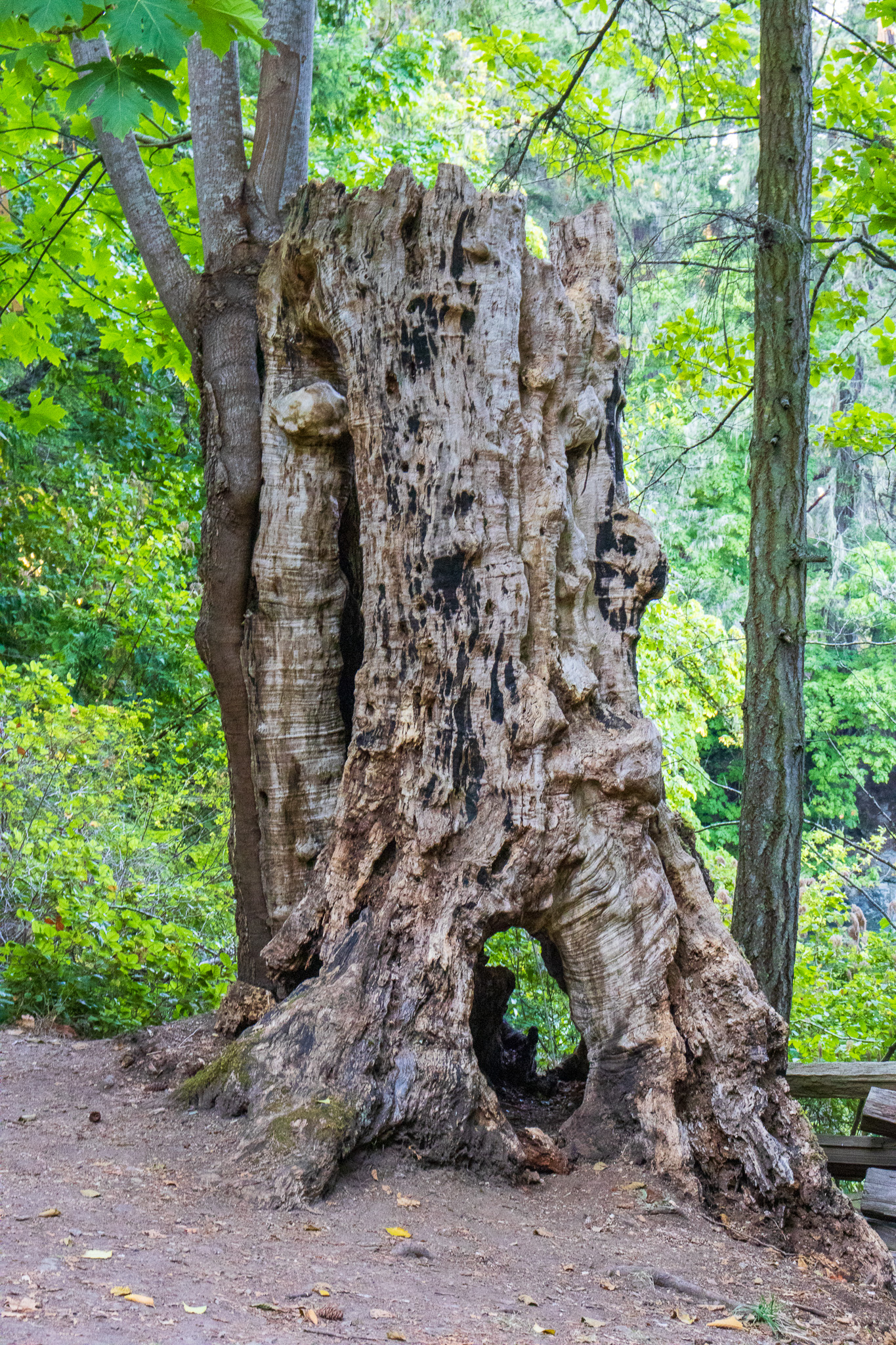 An old tree stump, knotty and with an opening, like a entranceway through it.