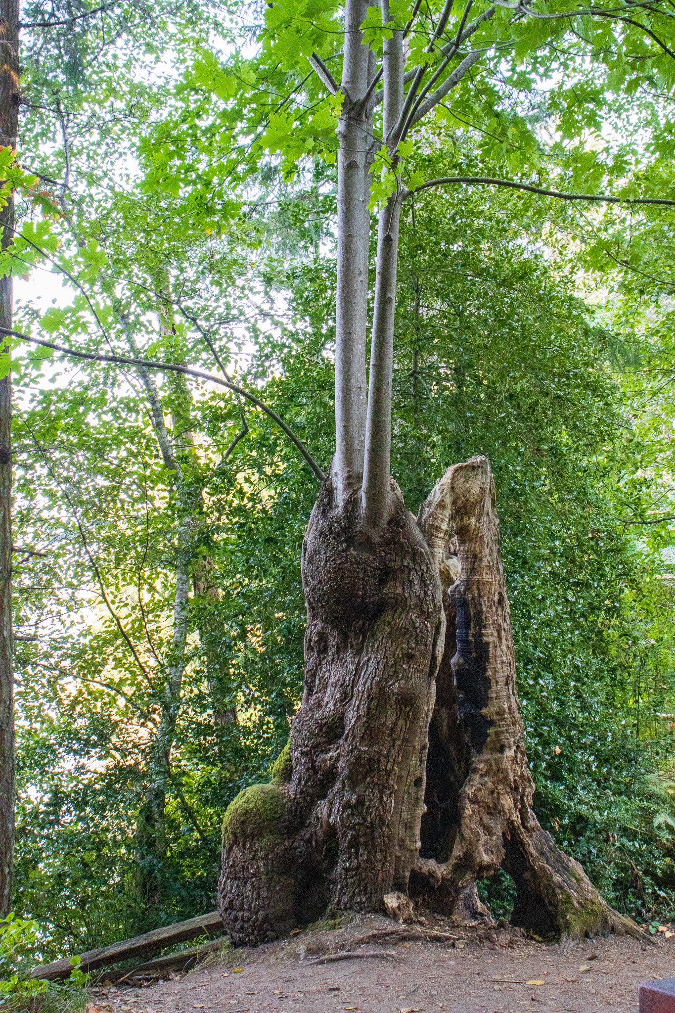 A nurse tree trunk is now the source of life for this new tree in the forest.