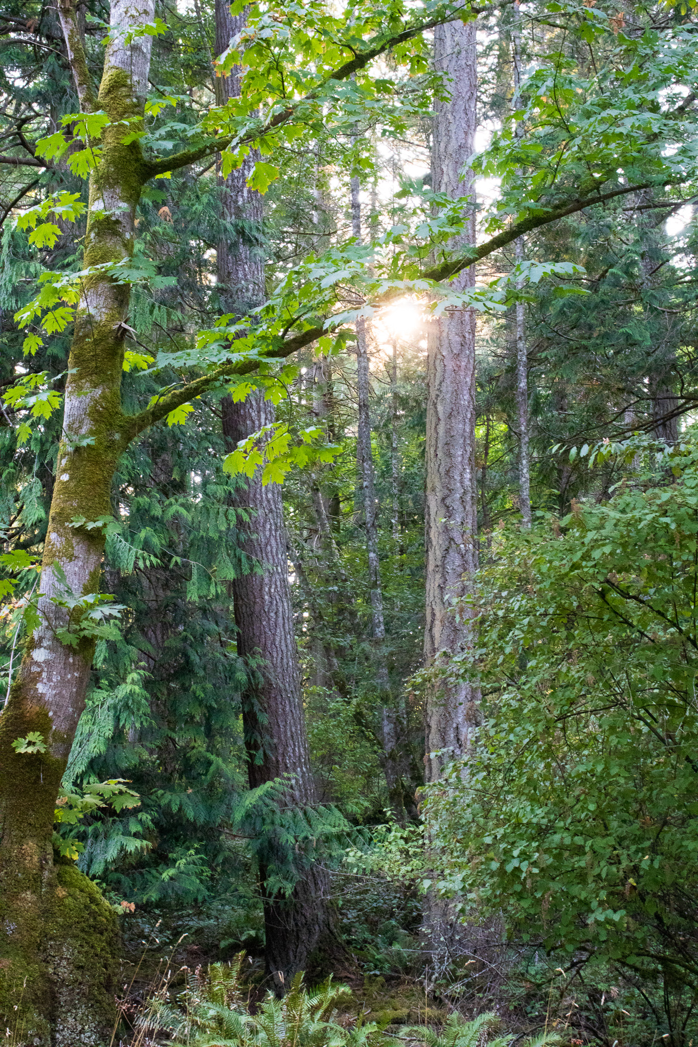 Sunlight through the trees