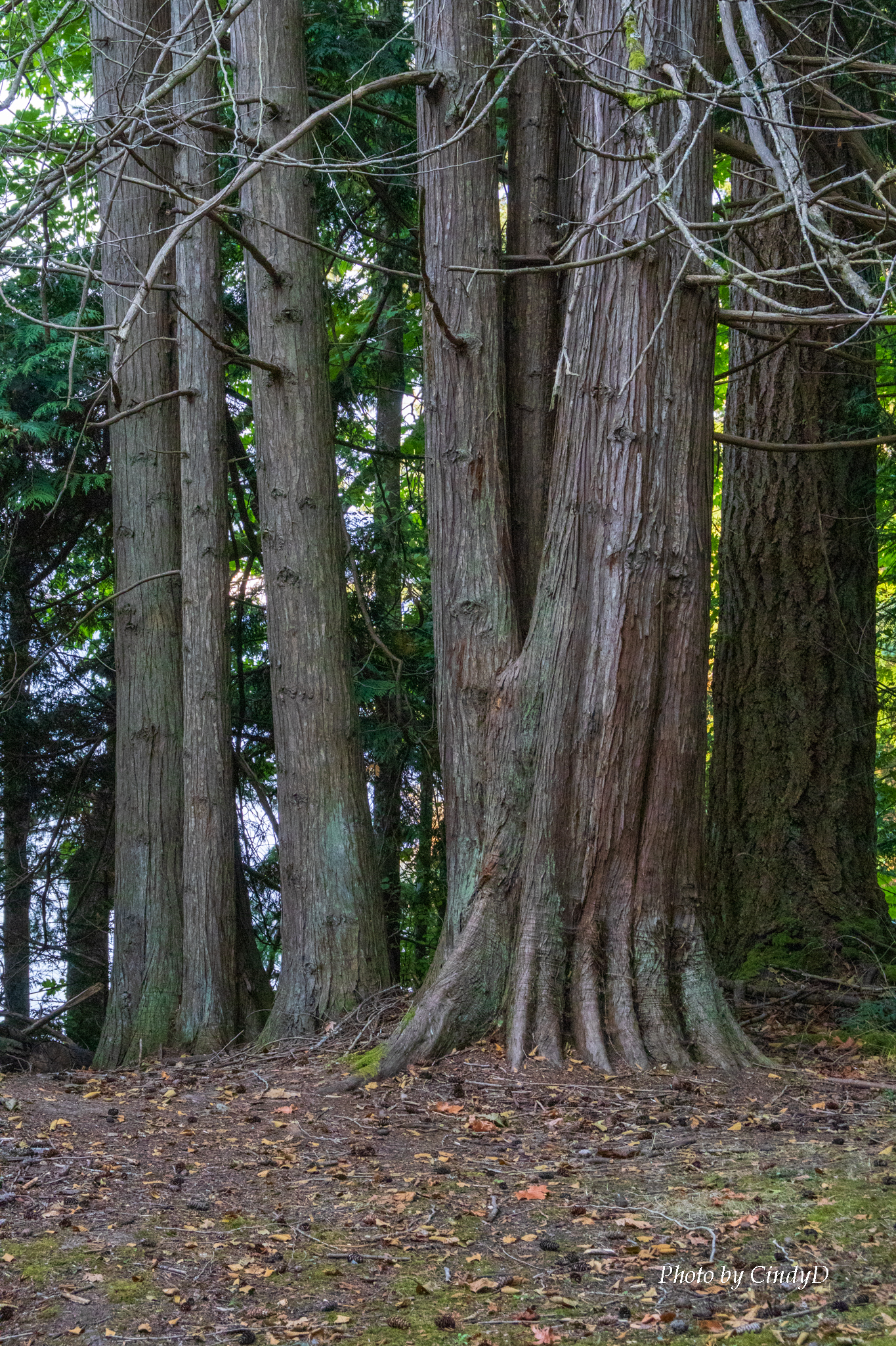 A grouping of several tall bare tree trunks in the middle of the forest.