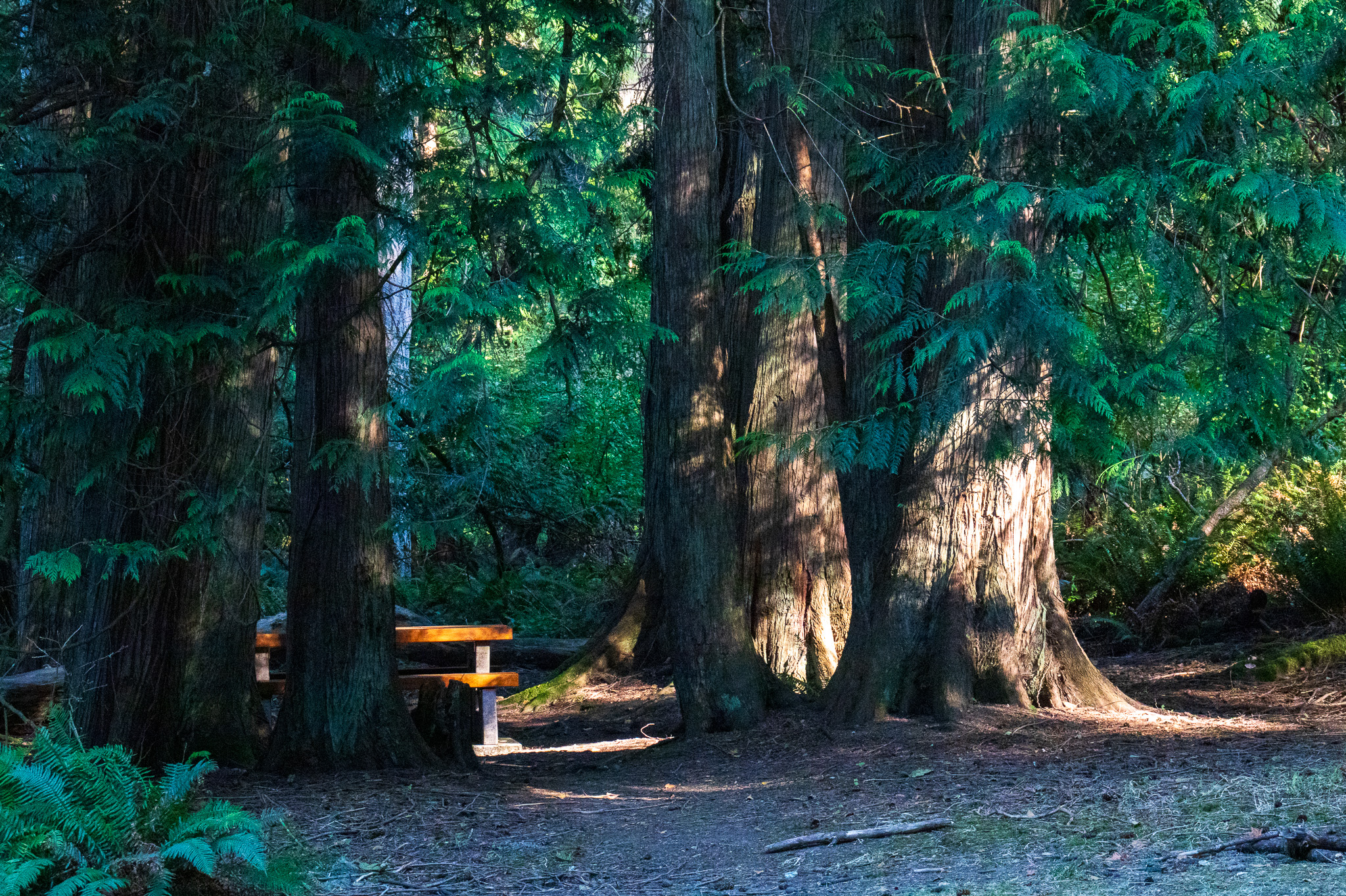 The trunks of old growth forest trees stand, like teachers, beside the bench of the student, as the sunlight of wisdom shines through them.