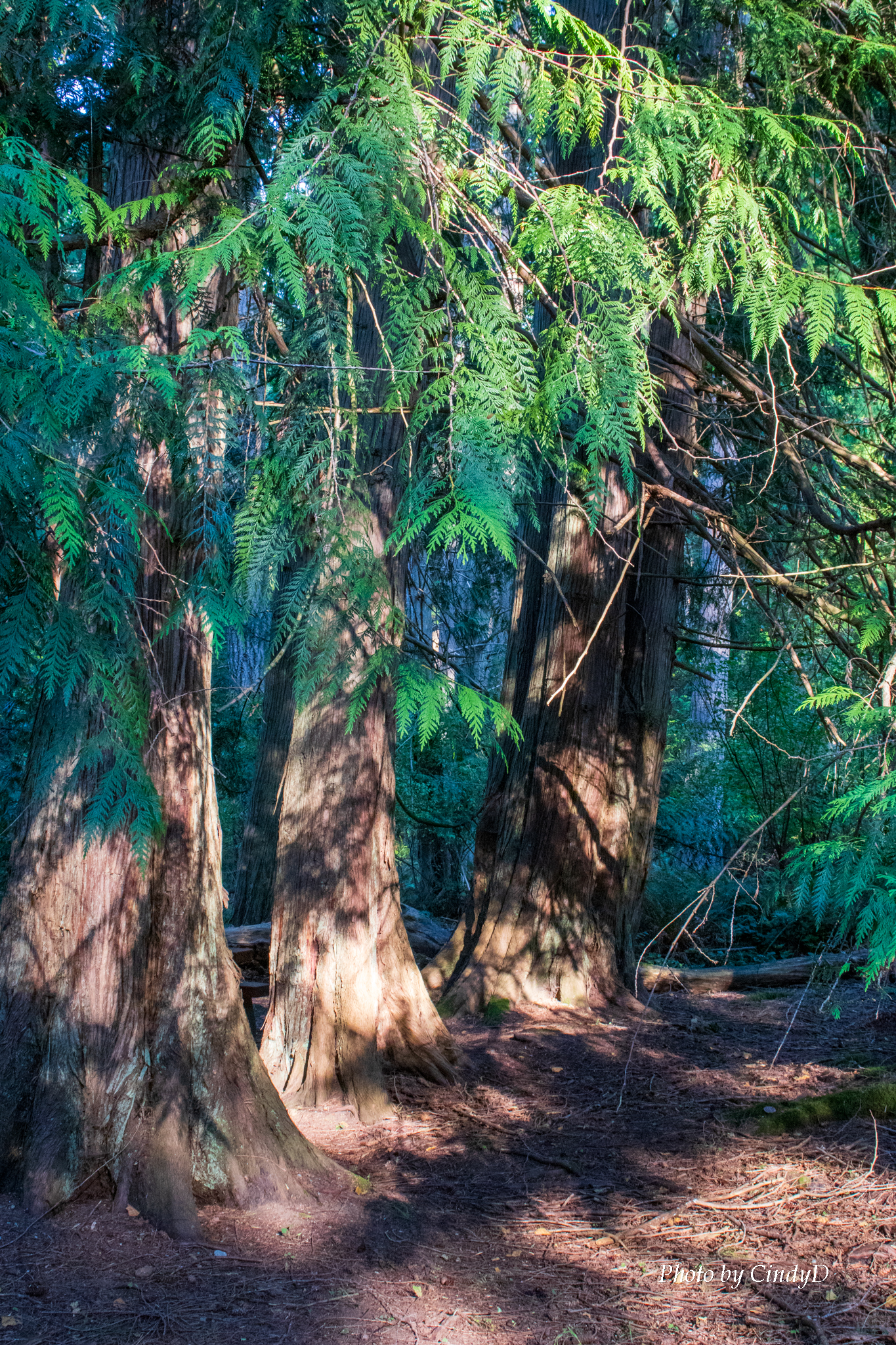 Three tall cedars stand together in the dappled sunlight that reaches the forest floor.