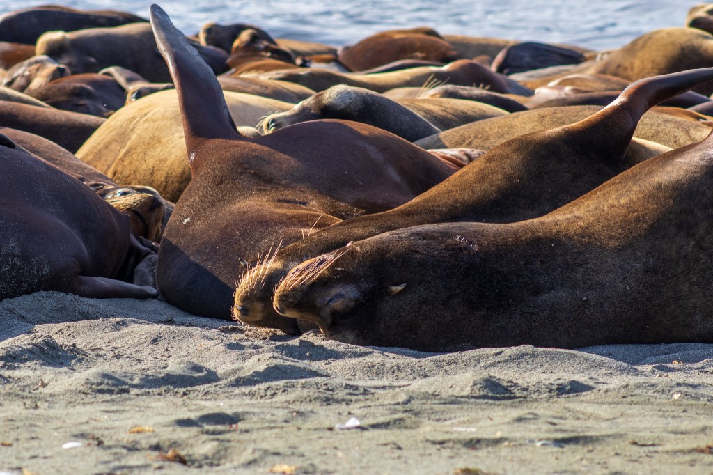 Sea lions line the beach on this beautiful sunny day.