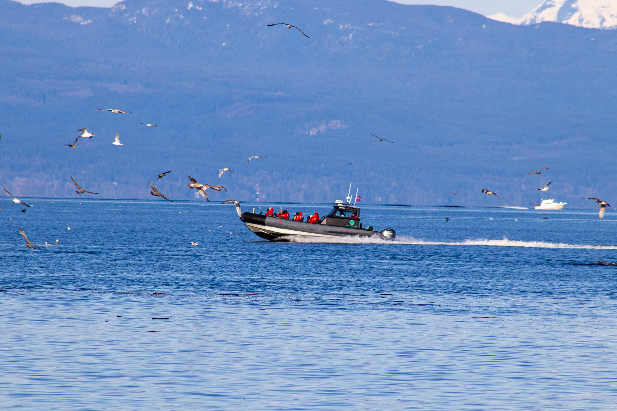 Tour boat with passengers speeding across the water surrounded by seagulls and distant mountains.