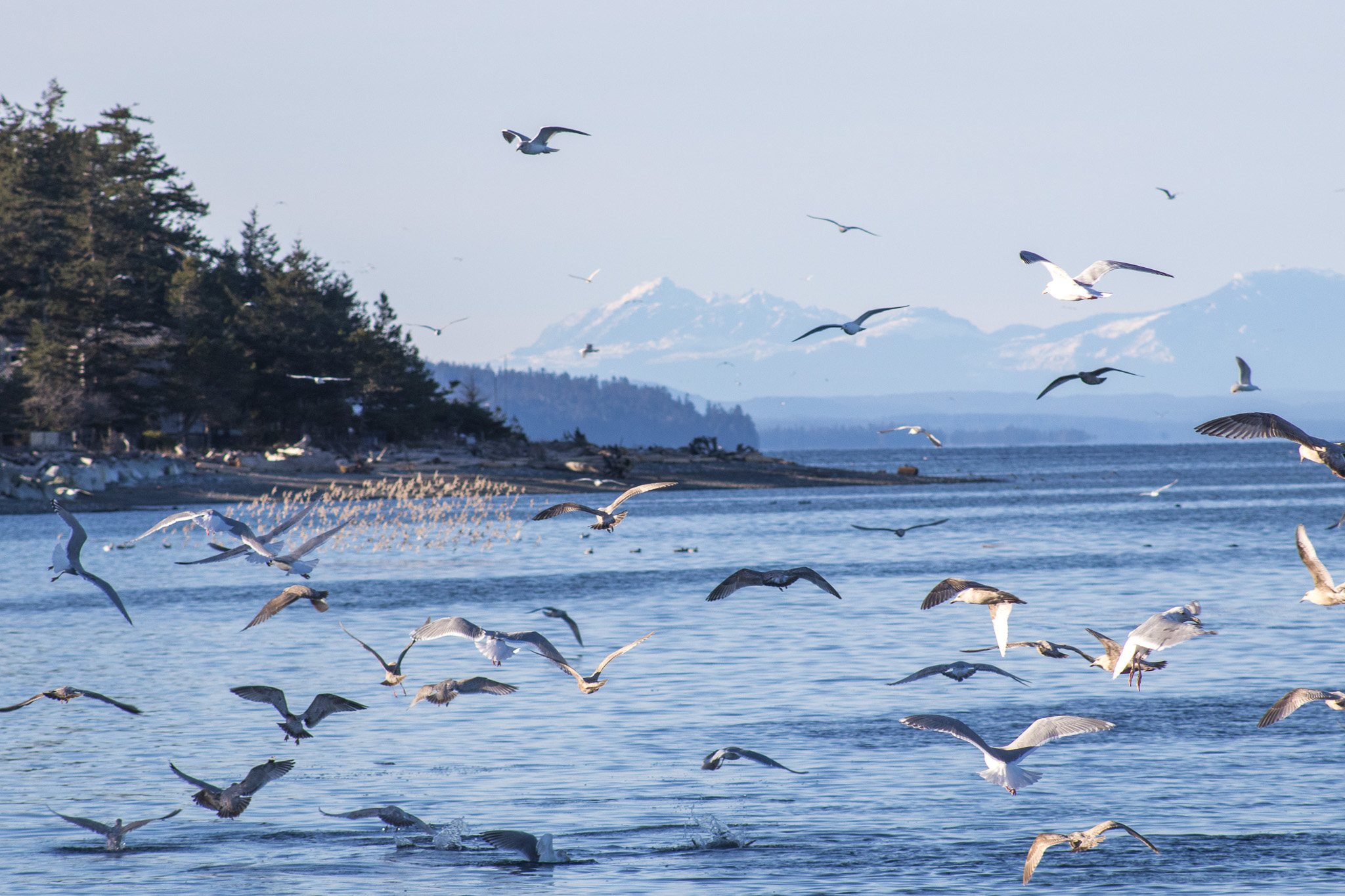 Seagulls soaring over blue water near a forested shoreline with snow-capped mountains