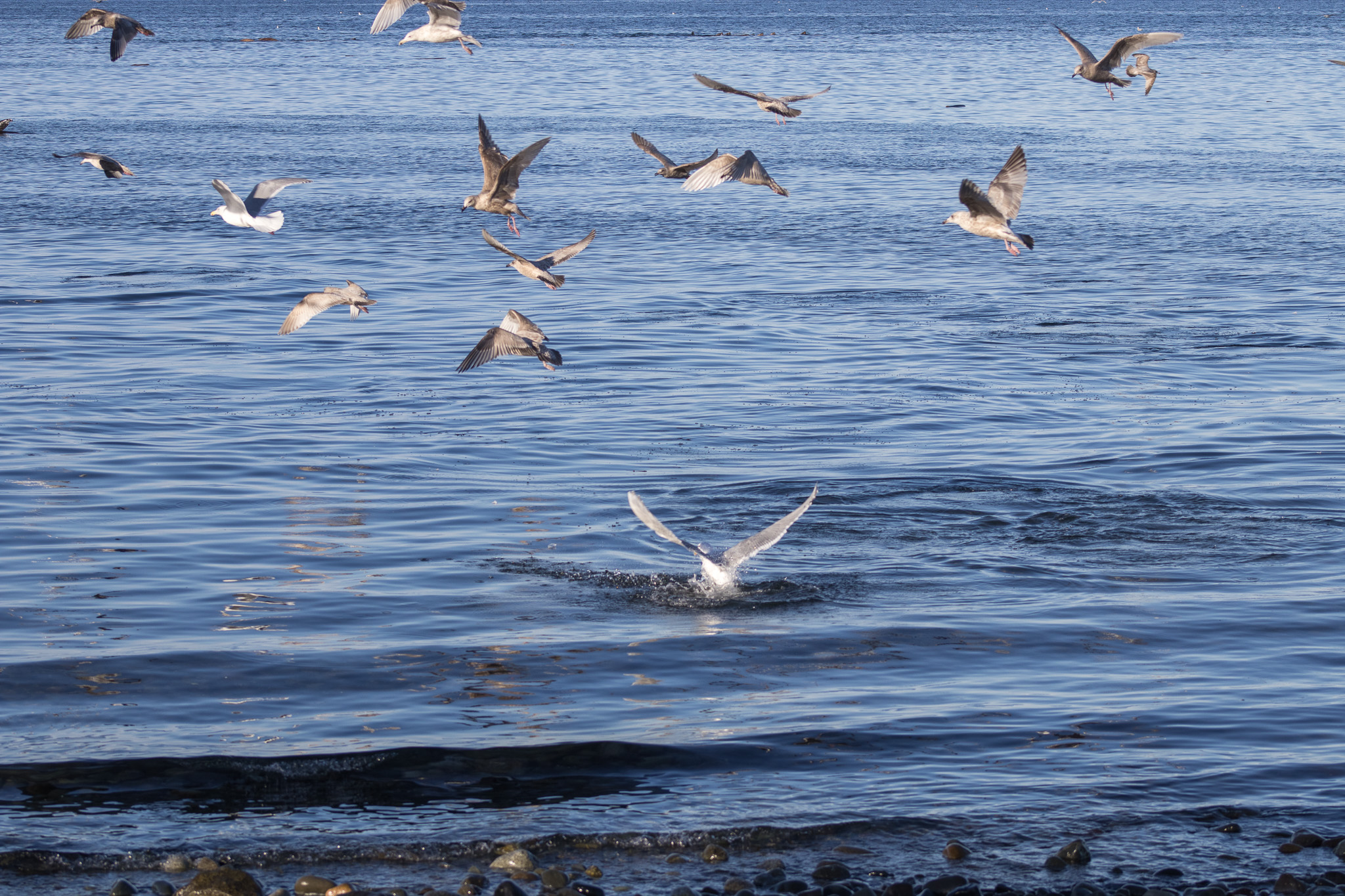 Seagulls flying and diving over deep blue water with a bird splashing in the foreground