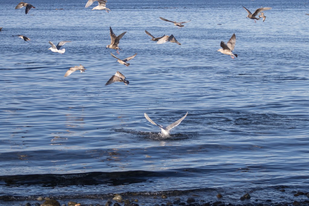 Seagulls flying and diving over deep blue water with a bird splashing in the foreground