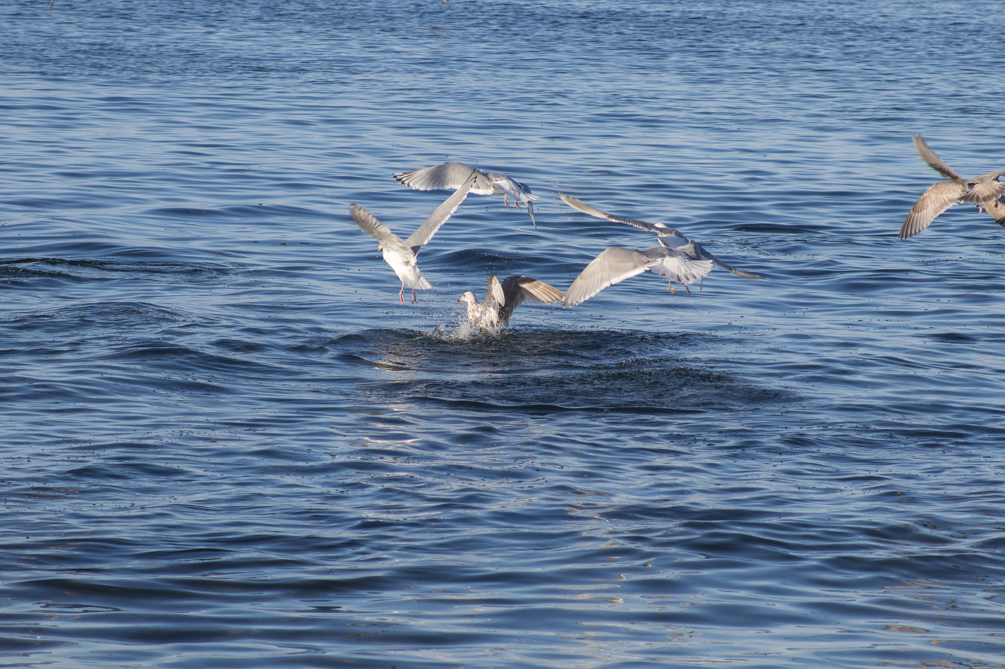 Seagulls flying and diving into the blue water of the sea