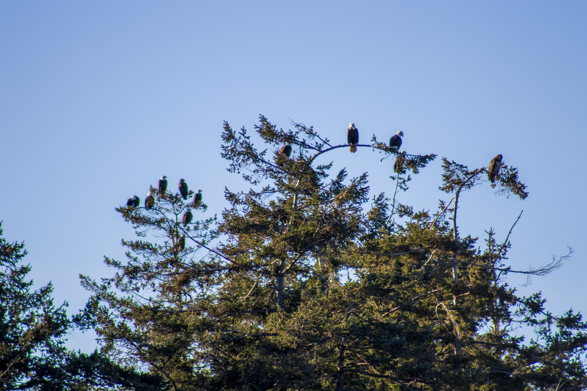 Several bald eagles perched at the top of an evergreen tree against a clear sky.