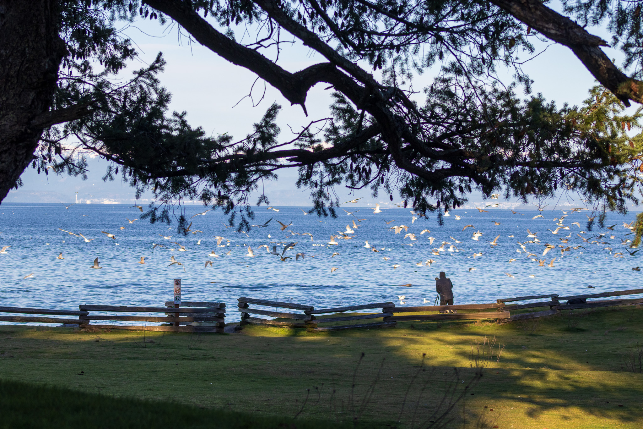 Flock of seagulls flying over water, framed by tree branches with a photographer on shore.