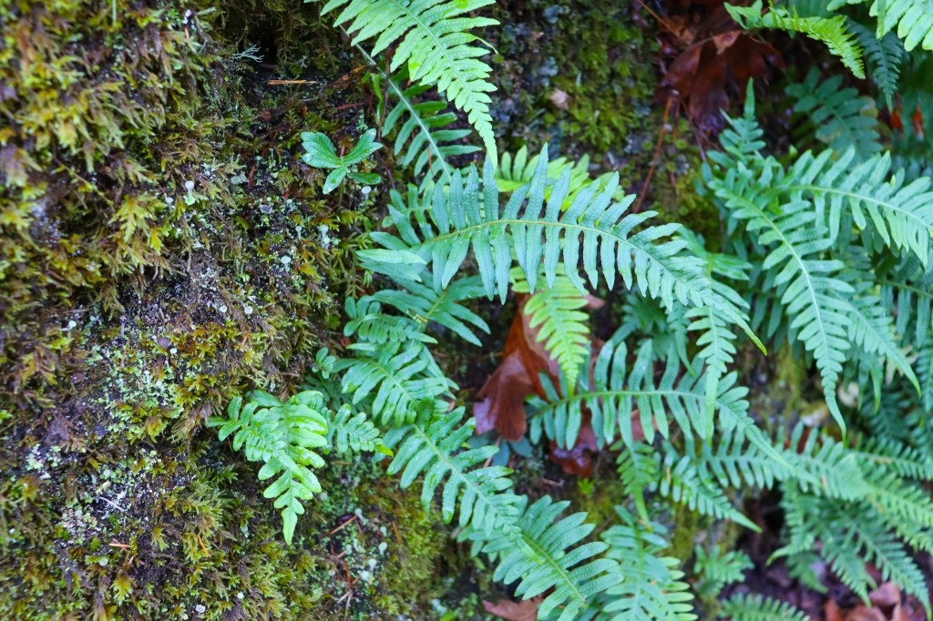 Licorice Fern growing on tree bark.
