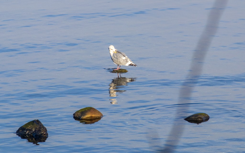 A seagull stands on round rock in the water.
