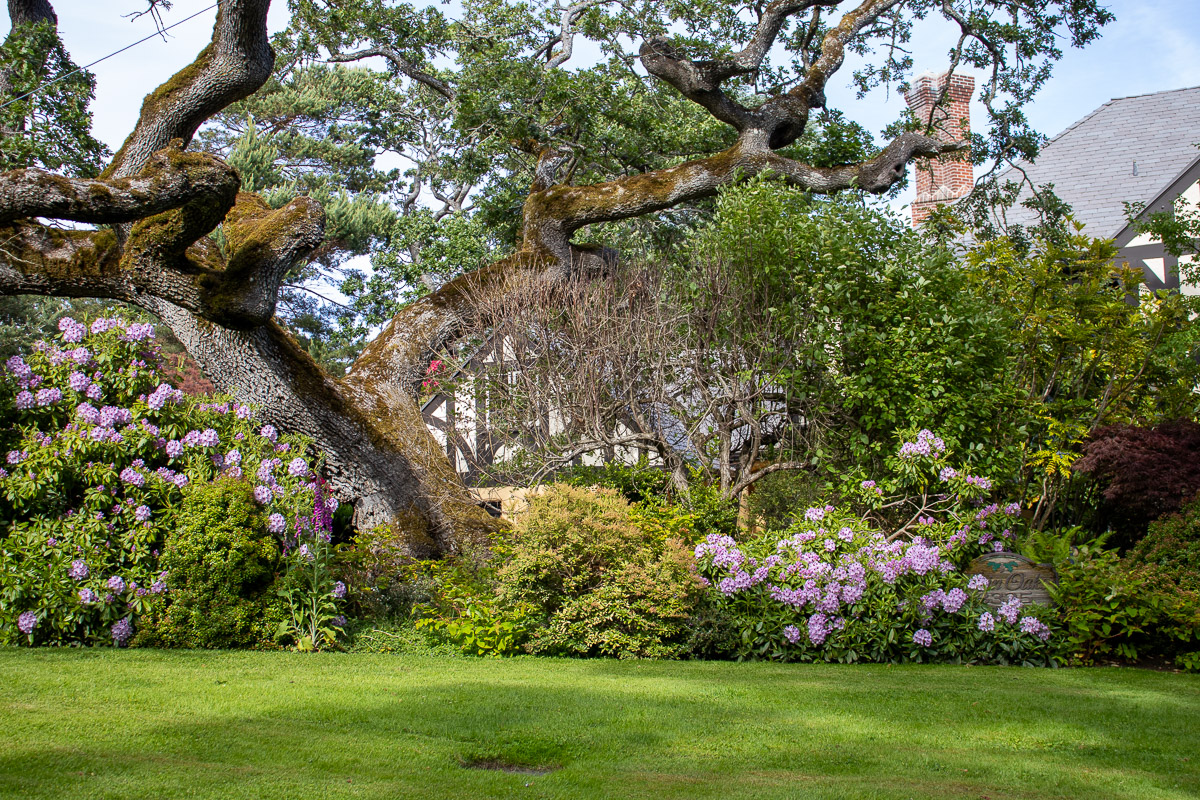 Victoria – Foliage, Water, Wind, and Adventure